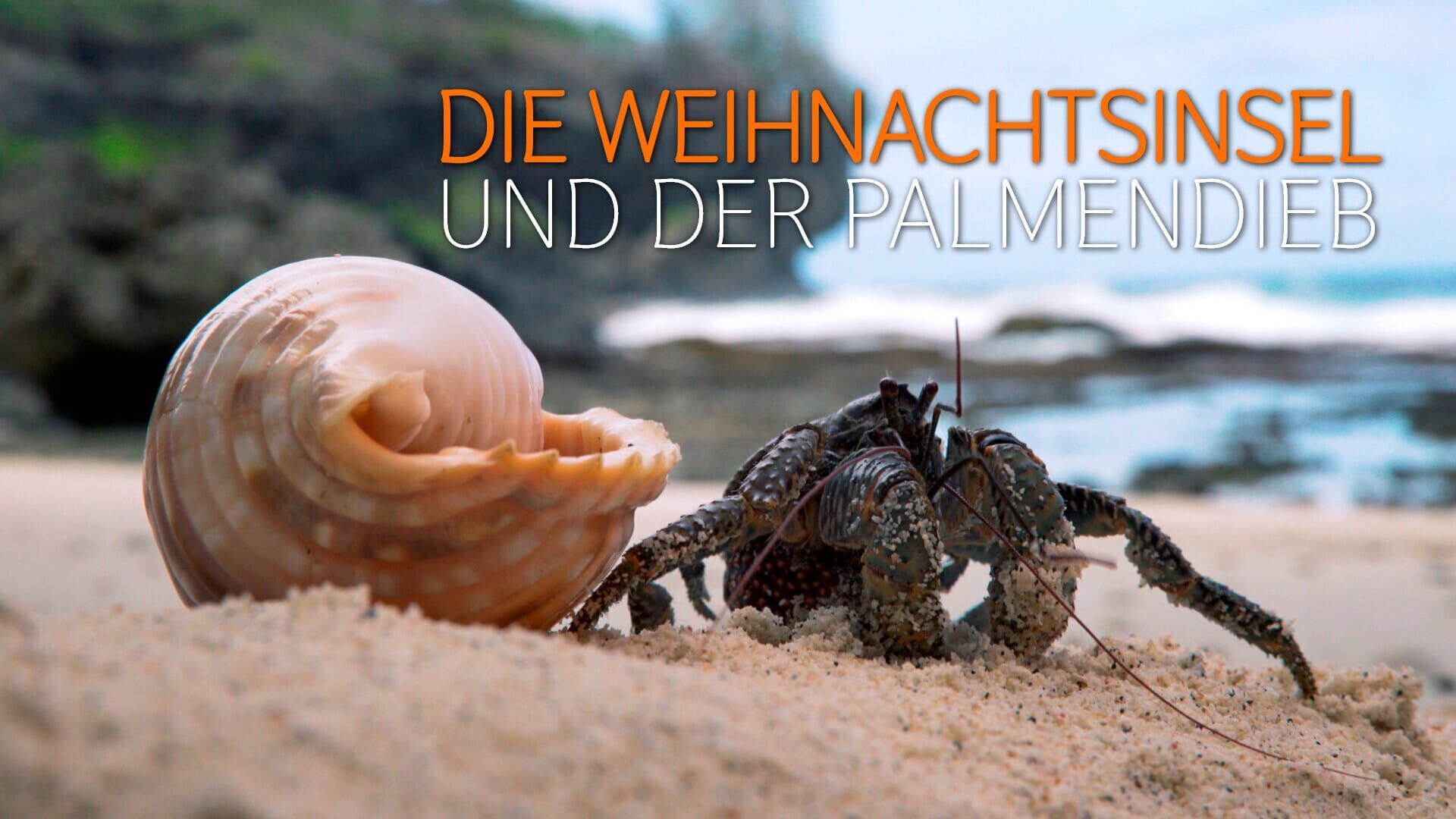 Die Weihnachtsinsel und der Palmendieb