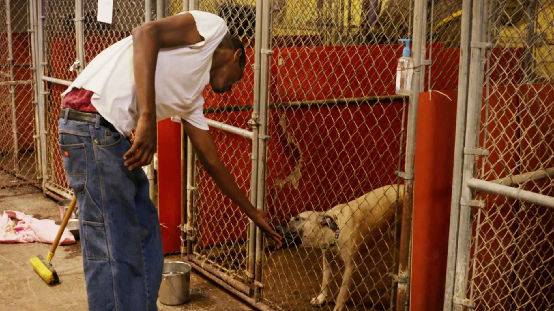 Pitbulls auf Bewährung