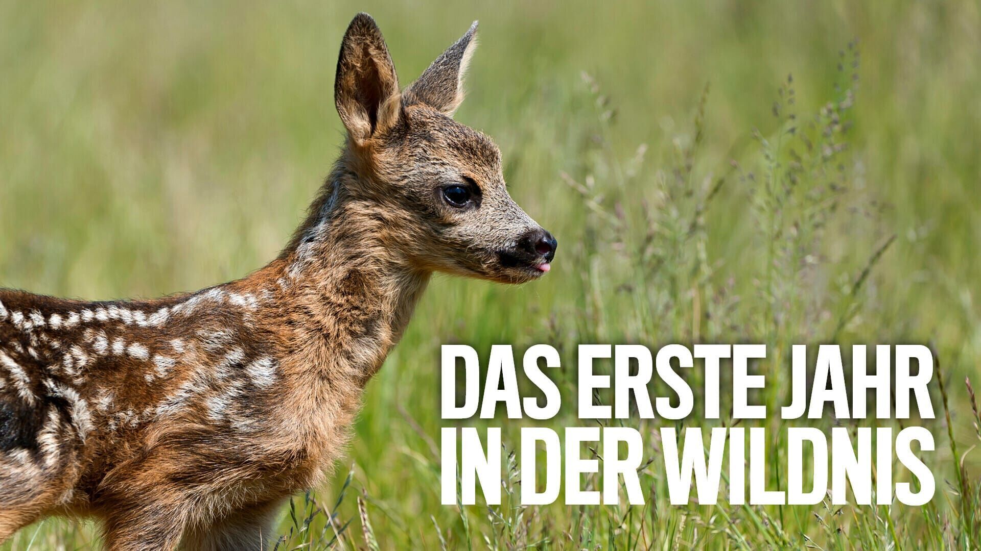 Das erste Jahr in der Wildnis