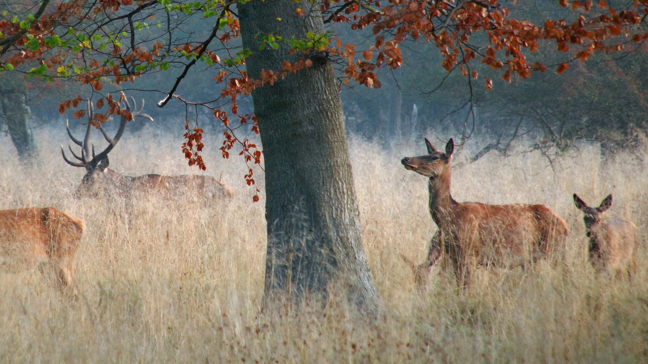 Wildes Skandinavien