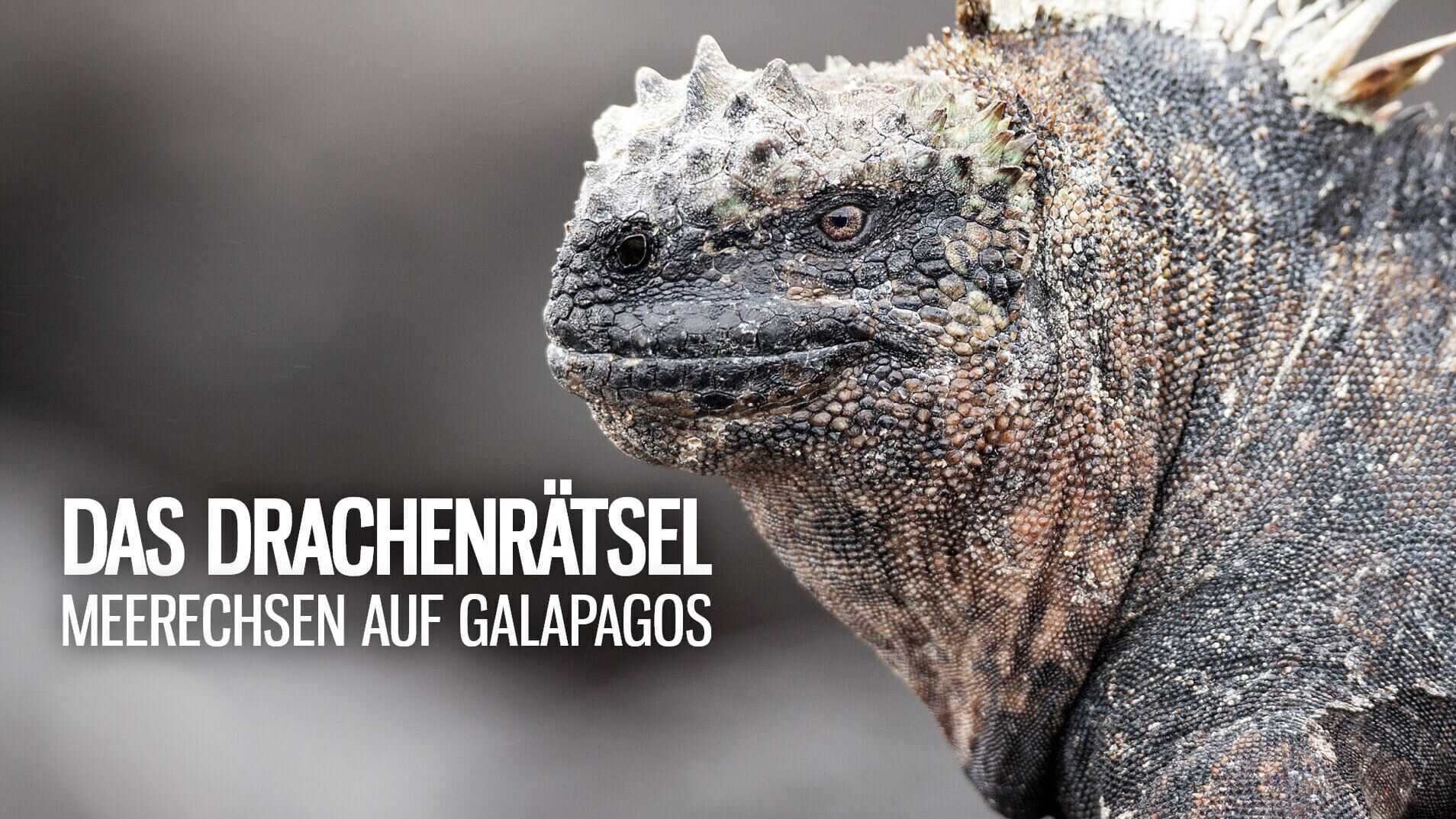 Drachenrätsel