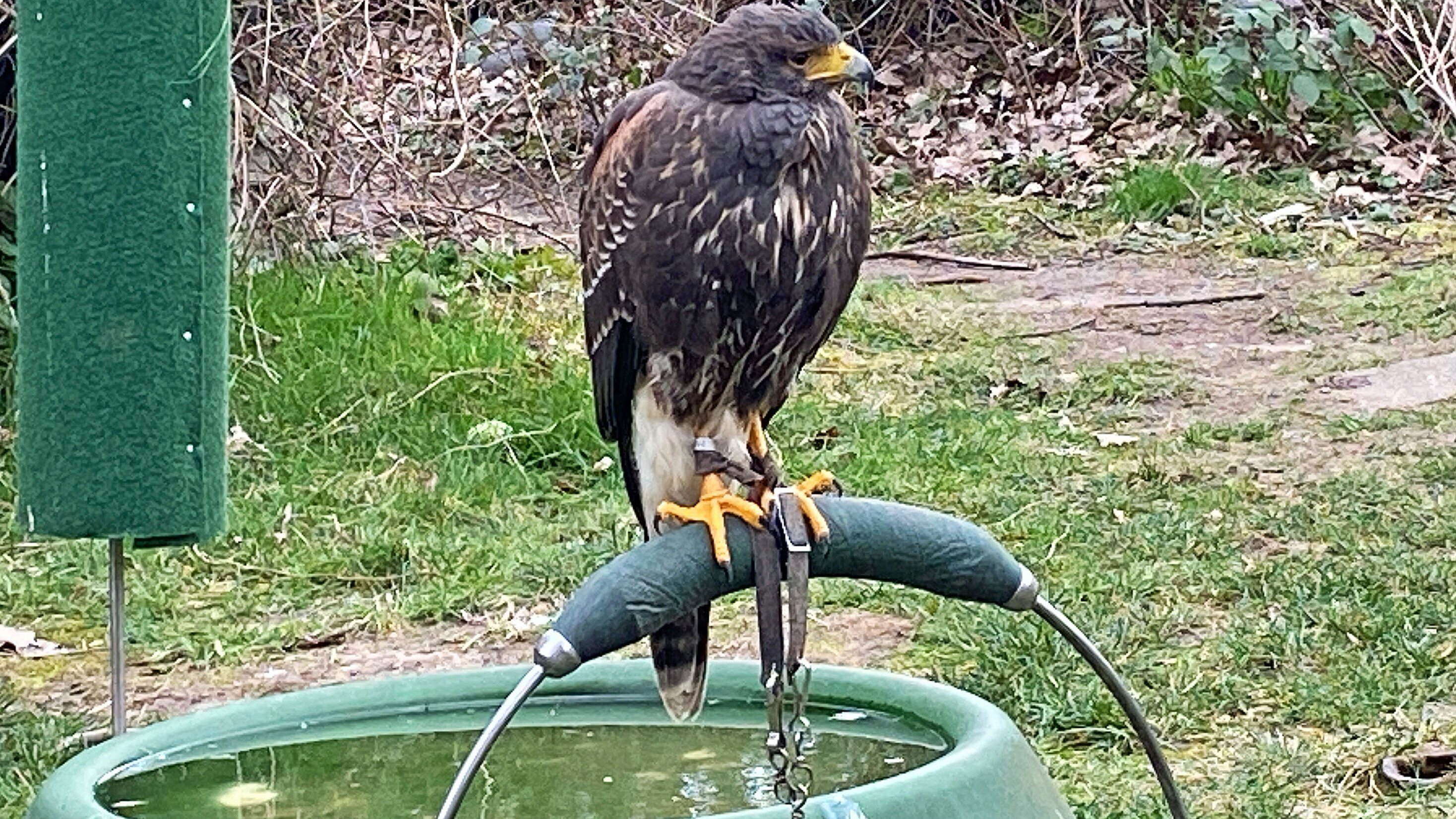 Wildtiere in der Großstadt