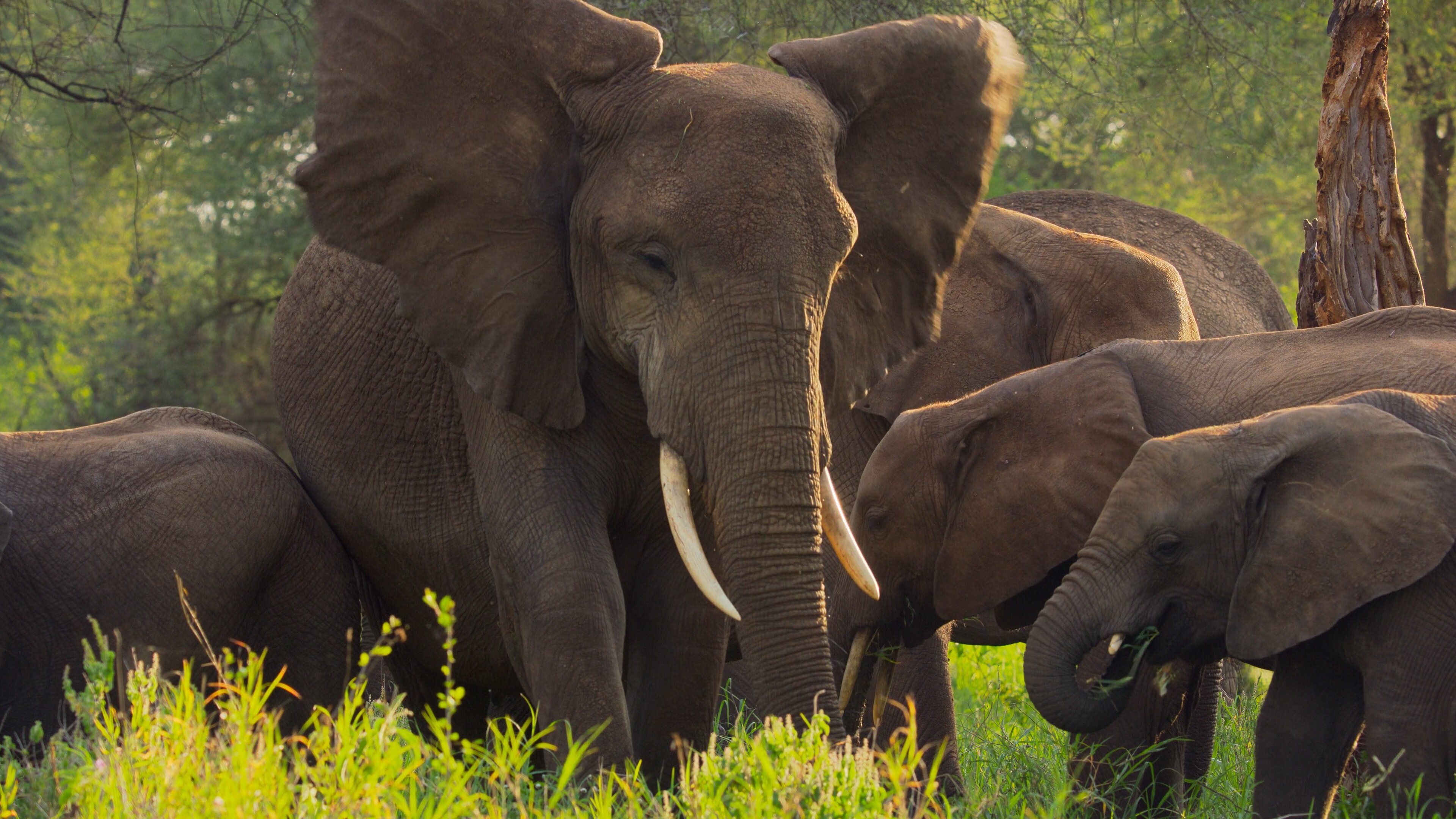 Afrikas Ikonen der Tierwelt