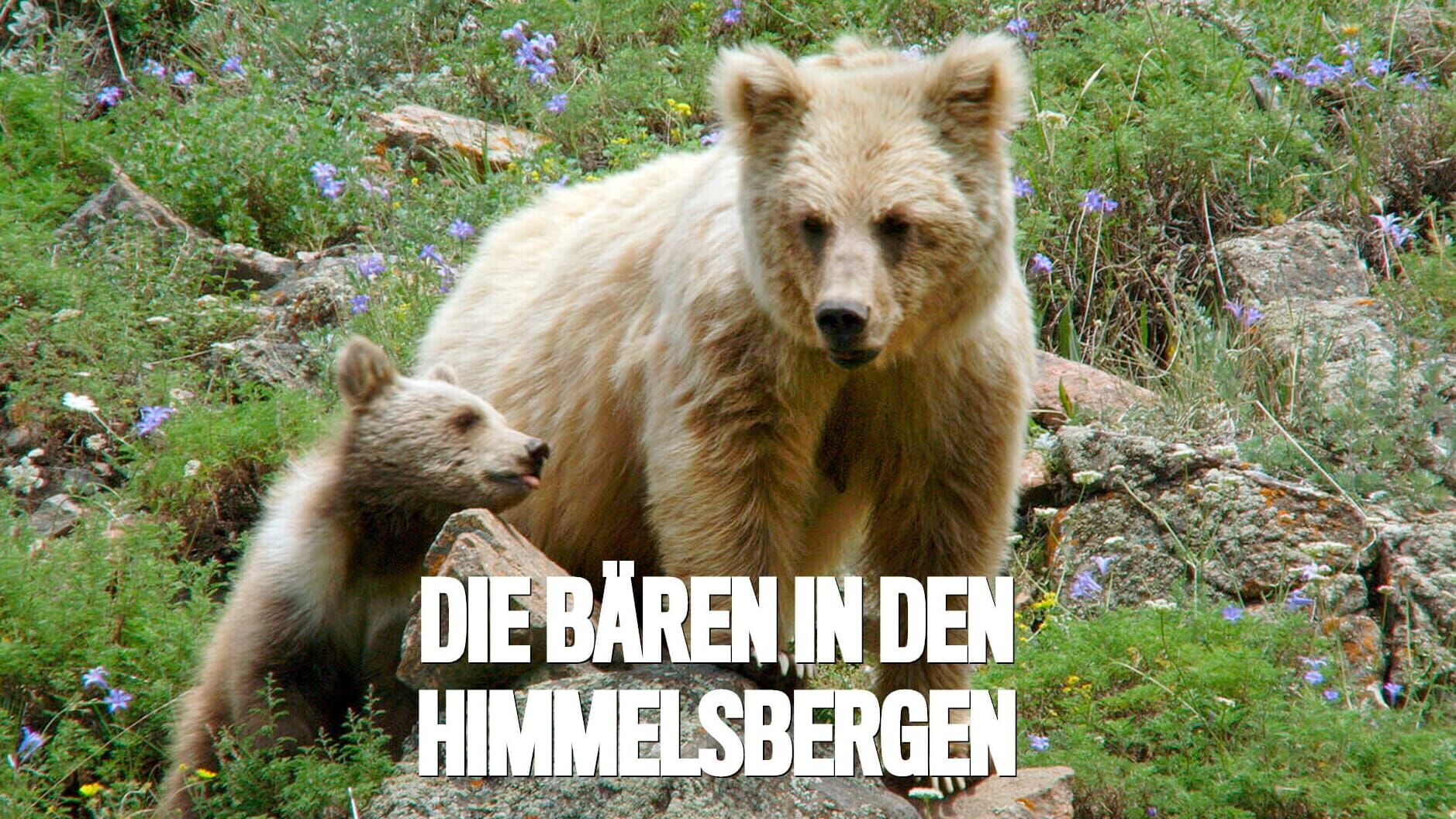 Die Bären in den Himmelsbergen