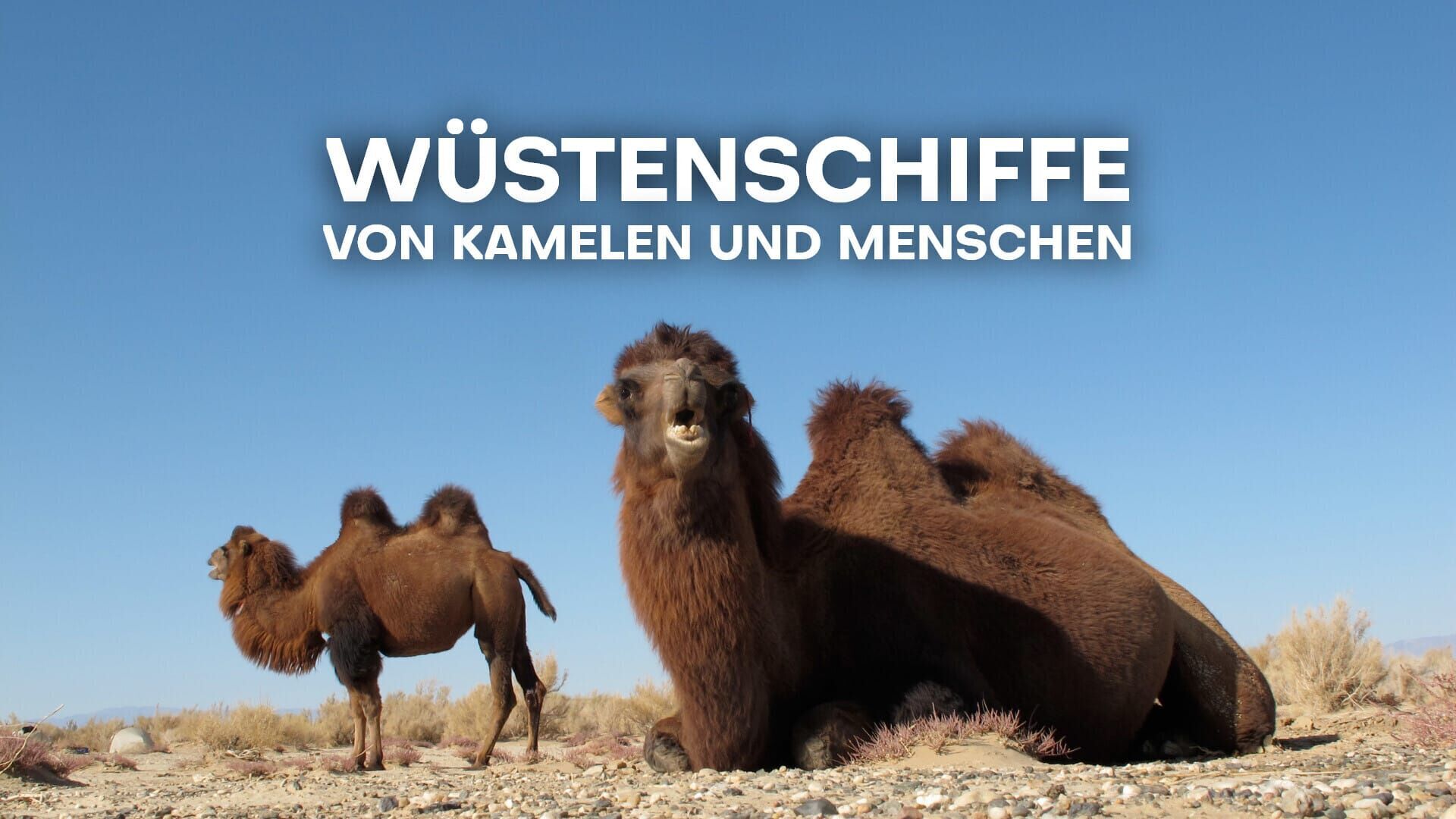 Wüstenschiffe: Von Kamelen und Menschen