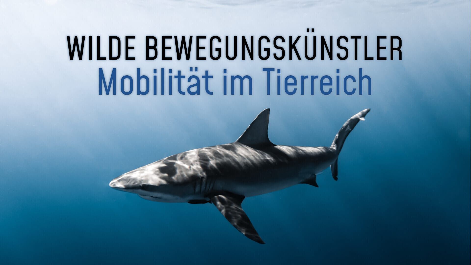 Wilde Bewegungskünstler – Mobilität im Tierreich