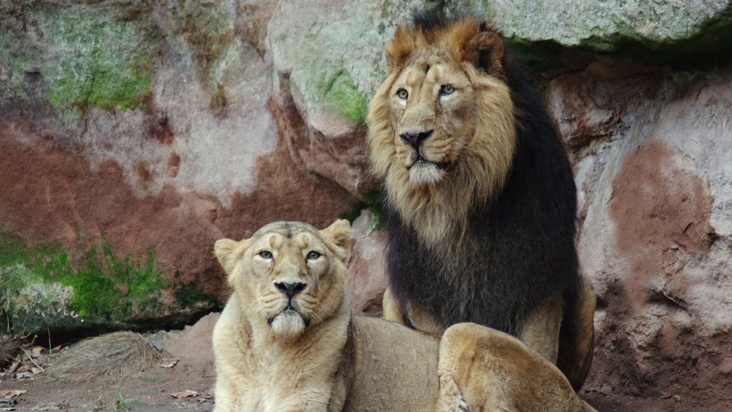 Big Five Asien – Der Löwe