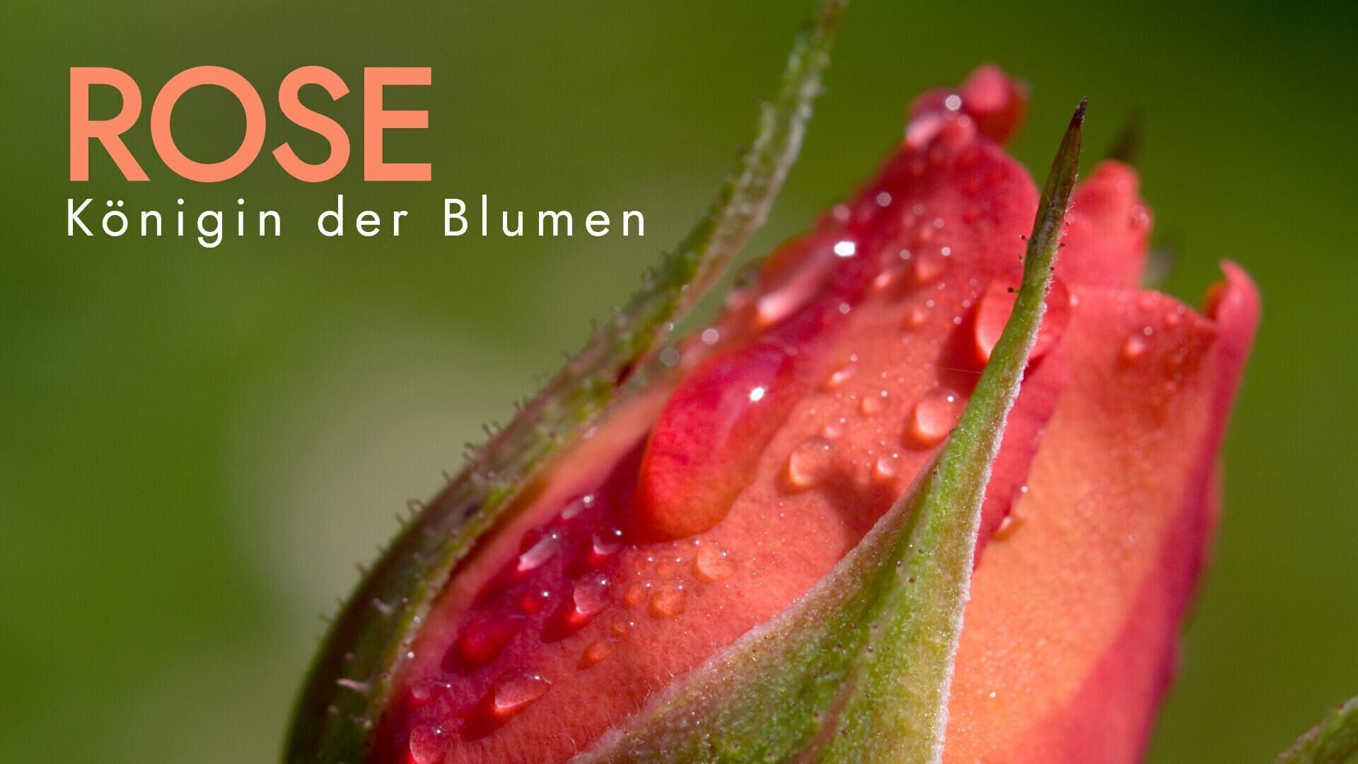 Rose – Königin der Blumen