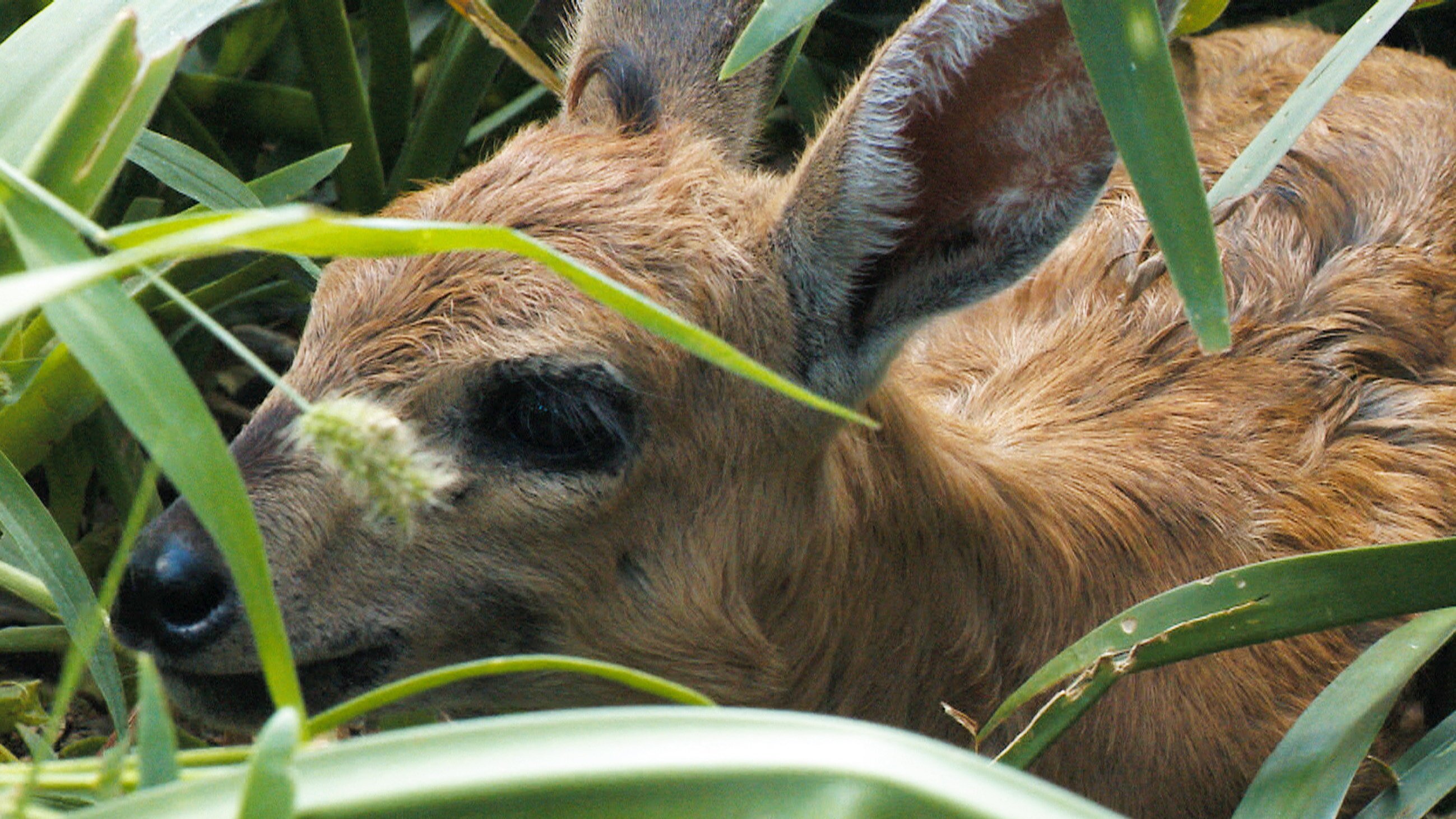 Das Waisenhaus für wilde Tiere