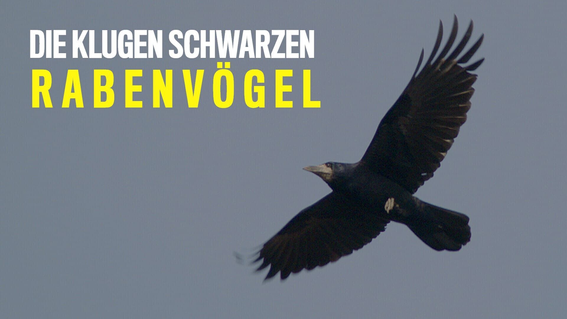 Die klugen Schwarzen – Rabenvögel