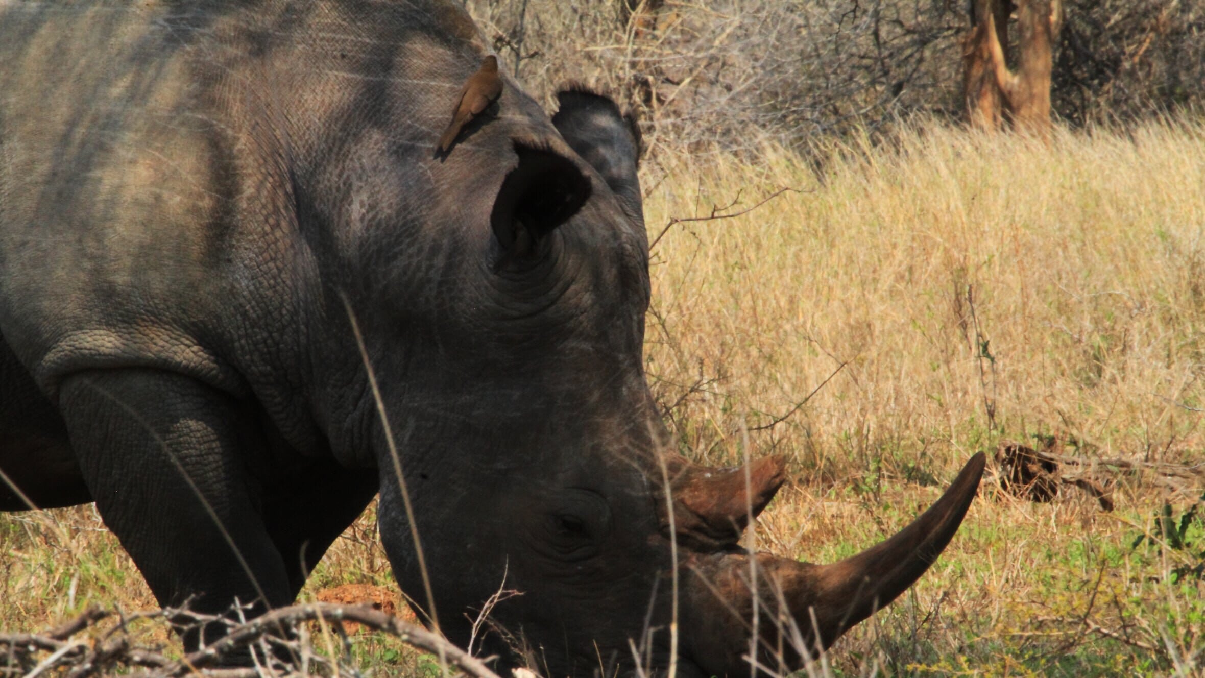 Rhinozeros – das goldene Horn