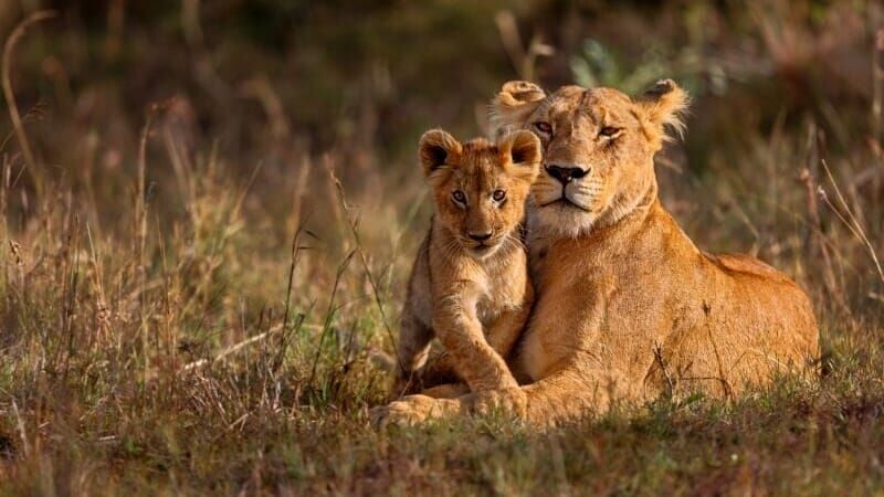 Tierische Familienbande