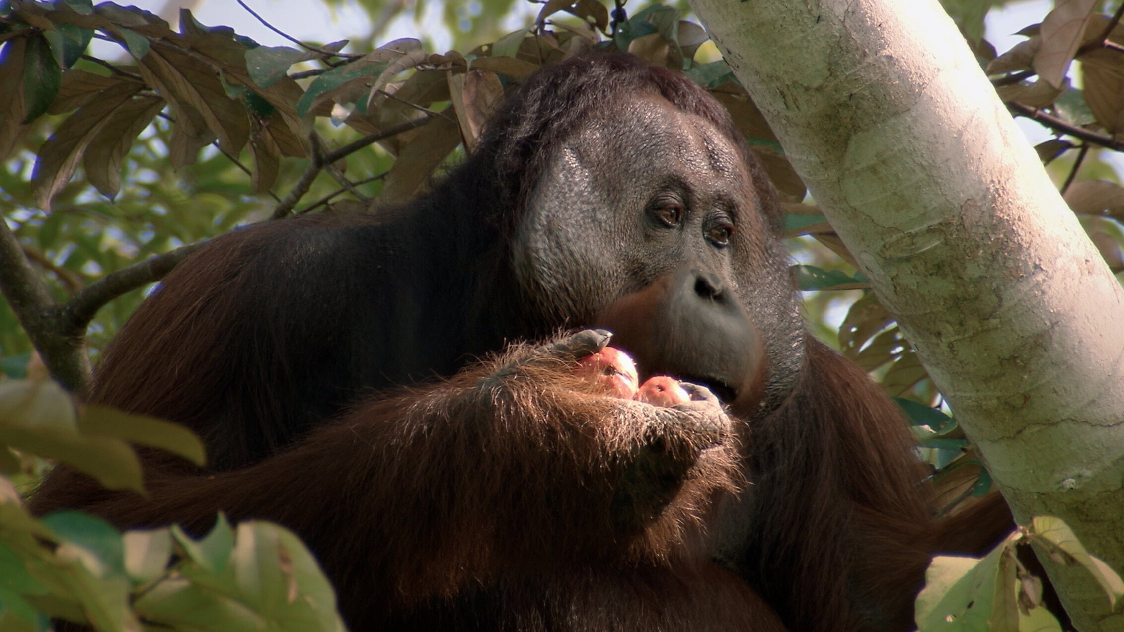 Gute Nachrichten vom Planeten
