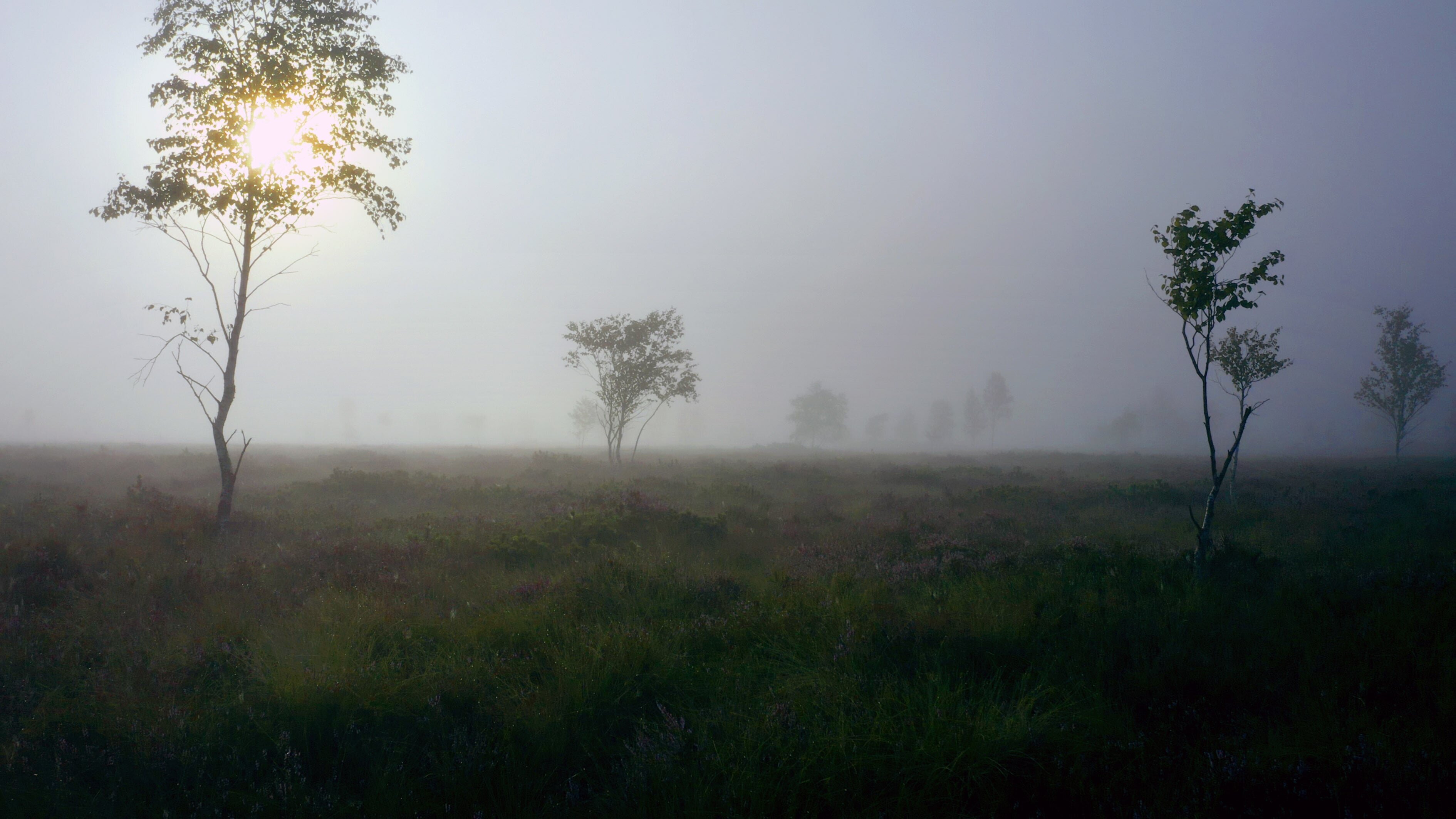 Geheimnisvolle Moorlandschaften