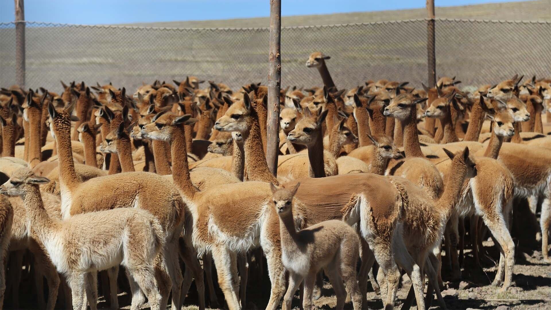 Peru: Das Goldhaar der Vikunjas