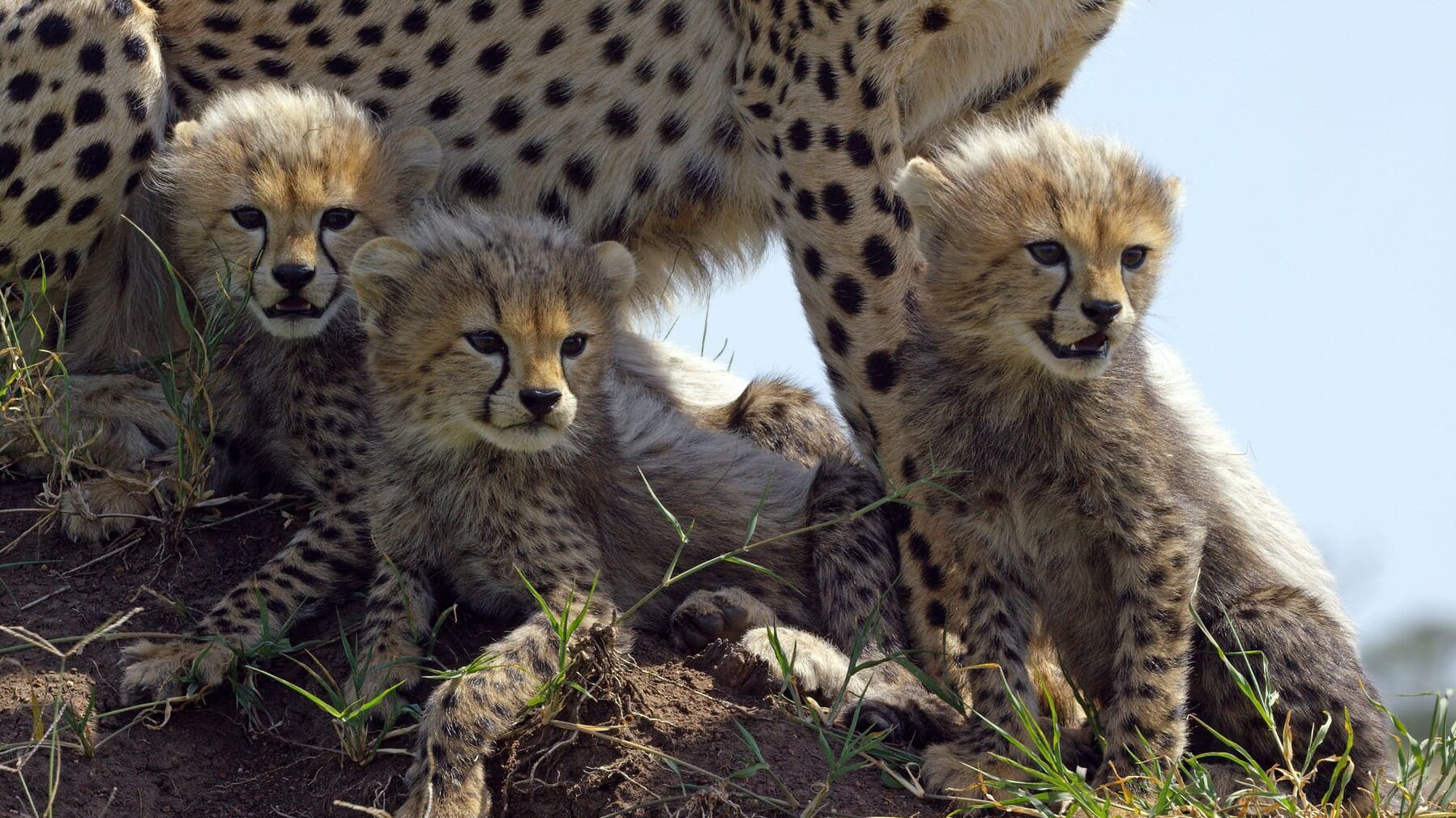 Serengeti – Helden der Savanne