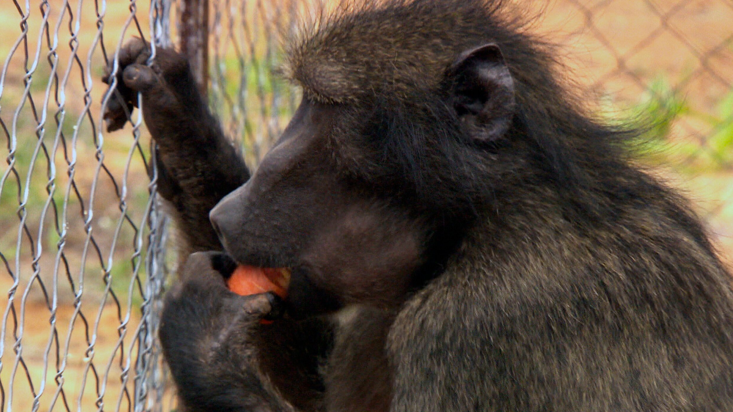 Das Waisenhaus für wilde Tiere – Abenteuer Afrika