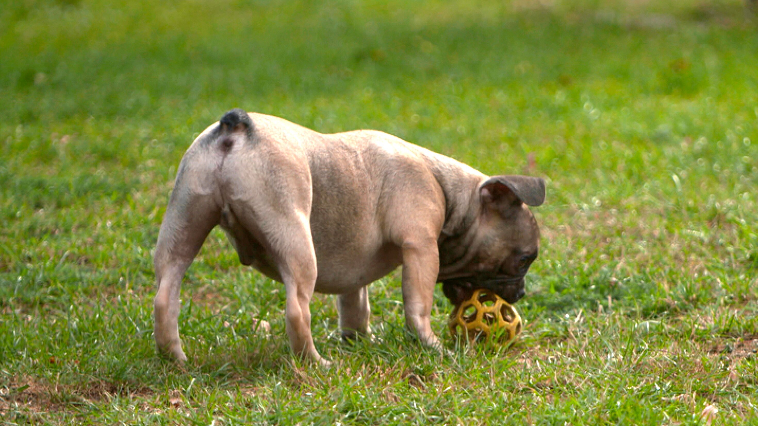 Die Tierärzte – Retter mit Herz