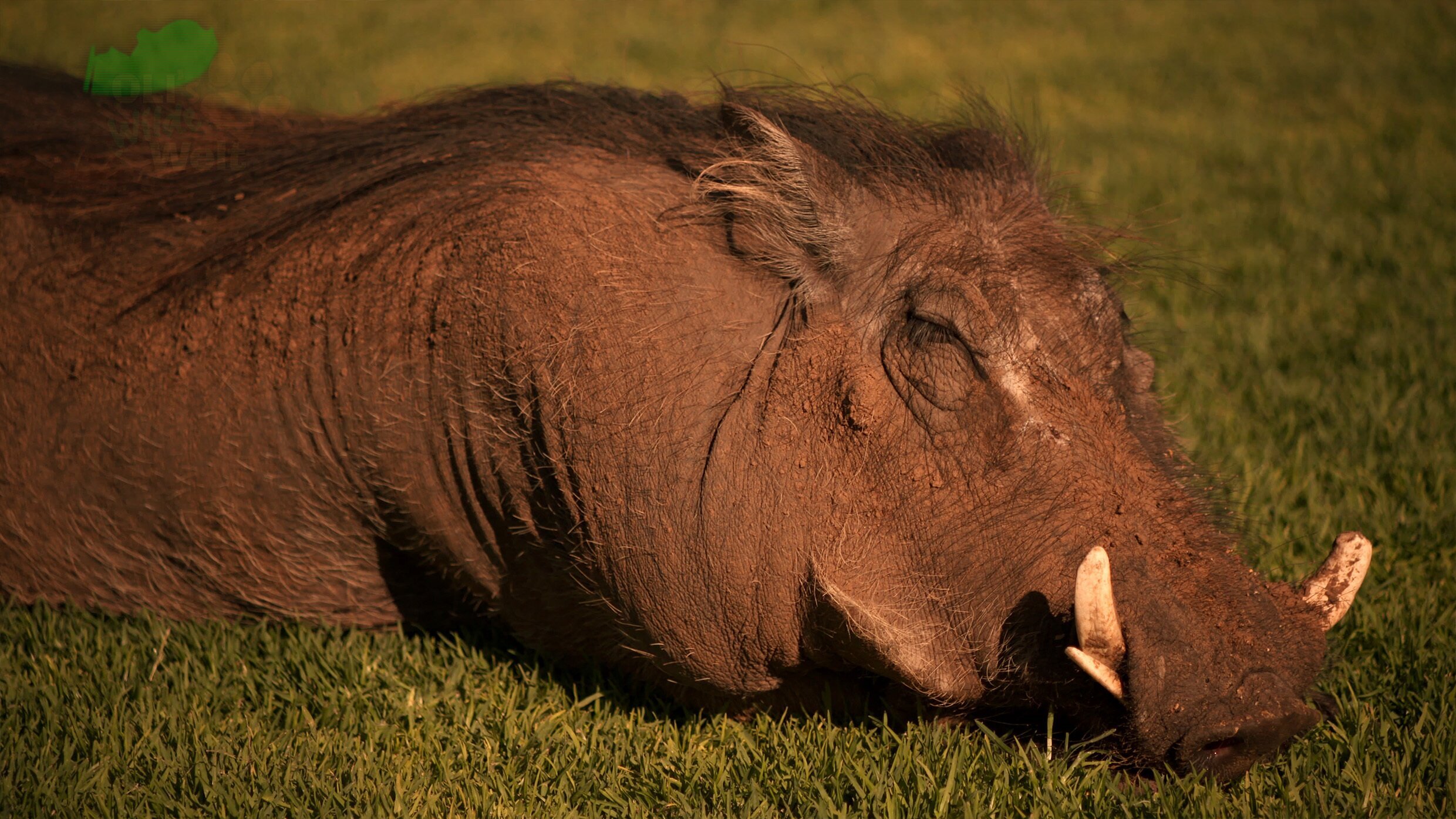 OLI's Wilde Welt – In Afrika