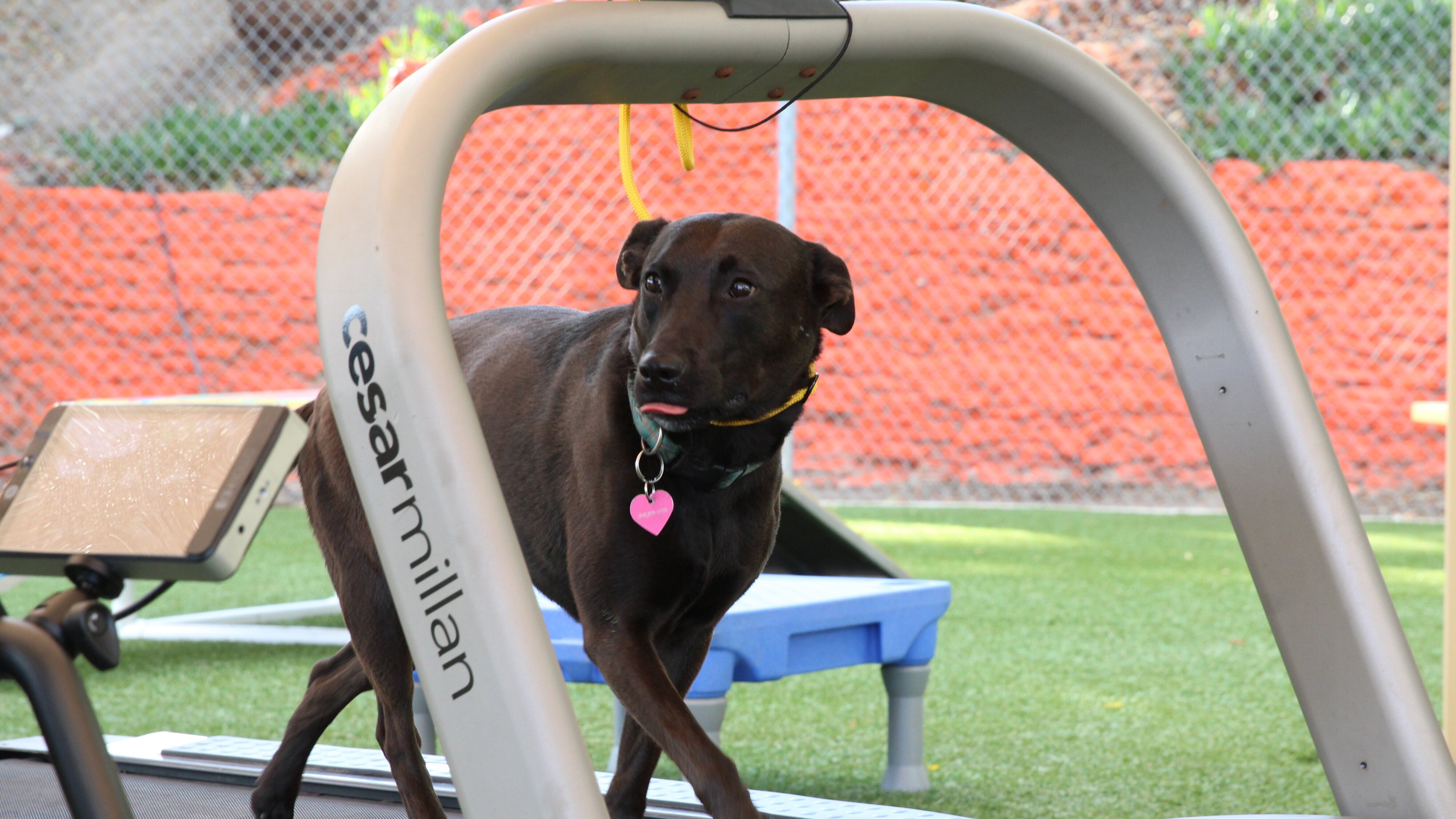 Cesar Millan: Better Human Better Dog – Bessere Menschen, bessere Hunde