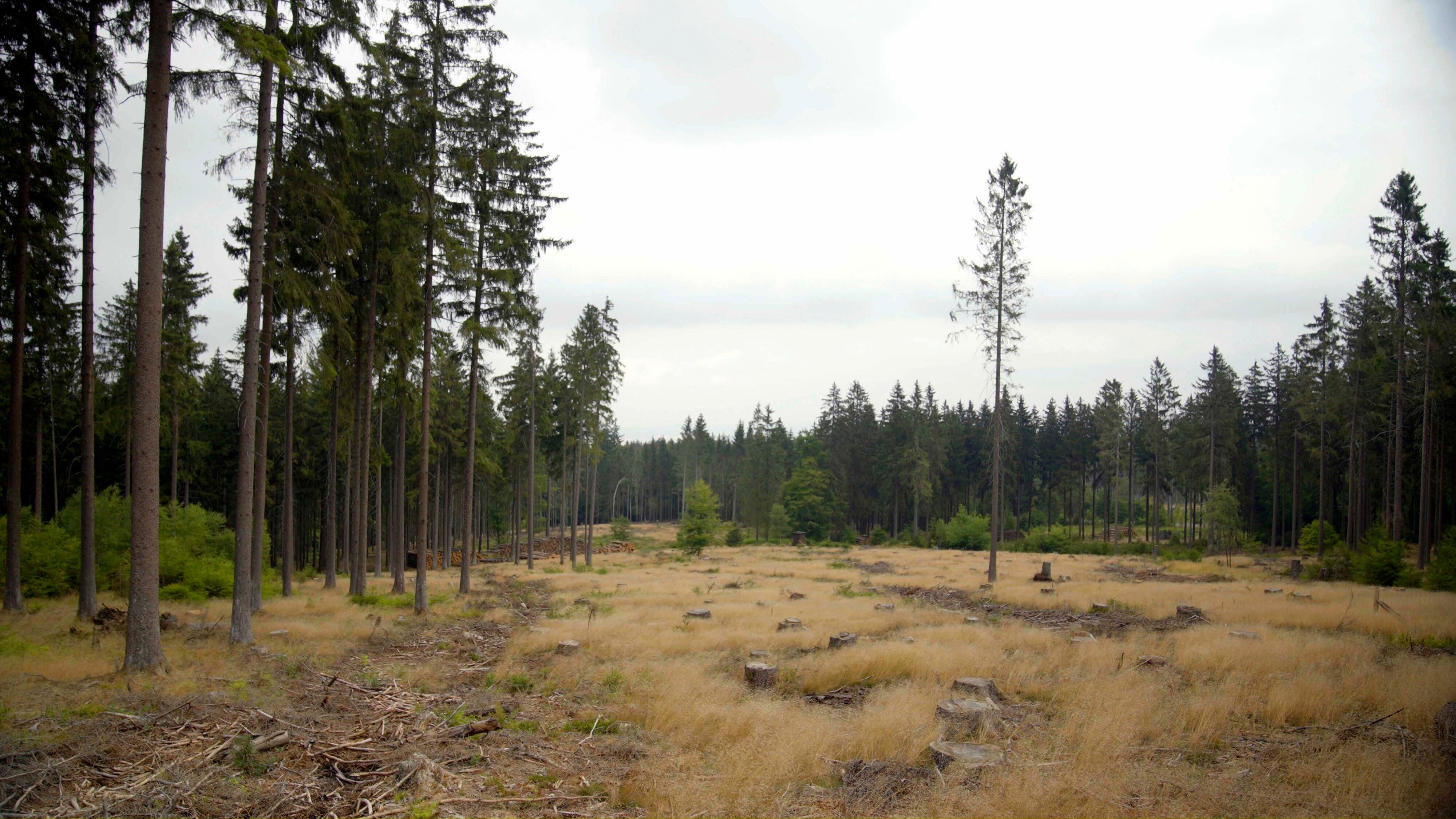 Past Forward: Wann stirbt der deutsche Wald?