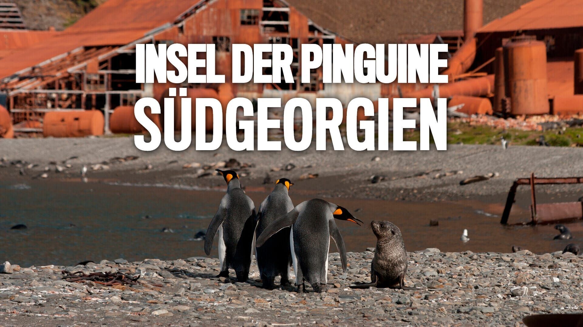 Insel der Pinguine