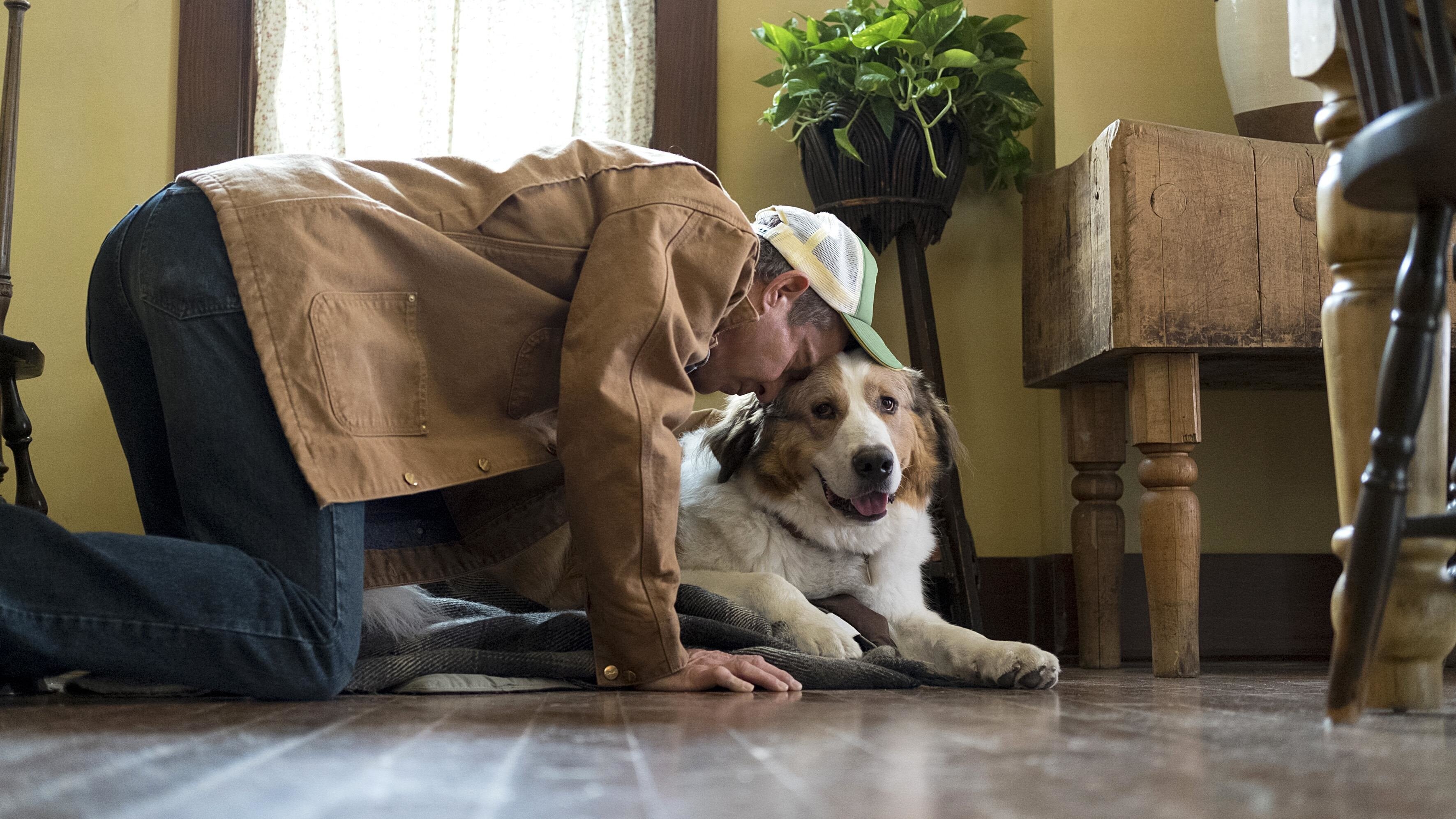 Bailey – Ein Hund kehrt zurück