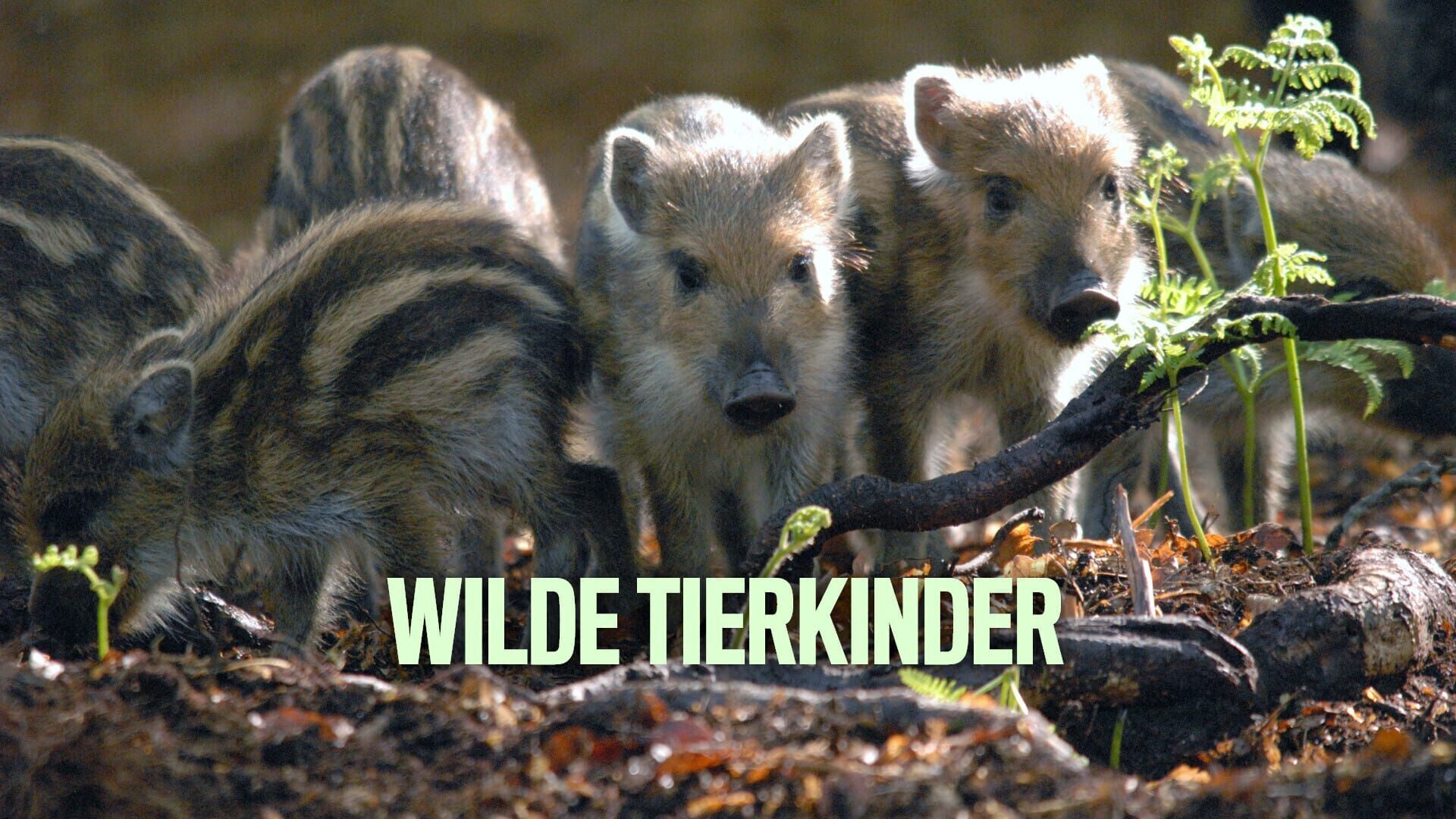 Wilde Tierkinder