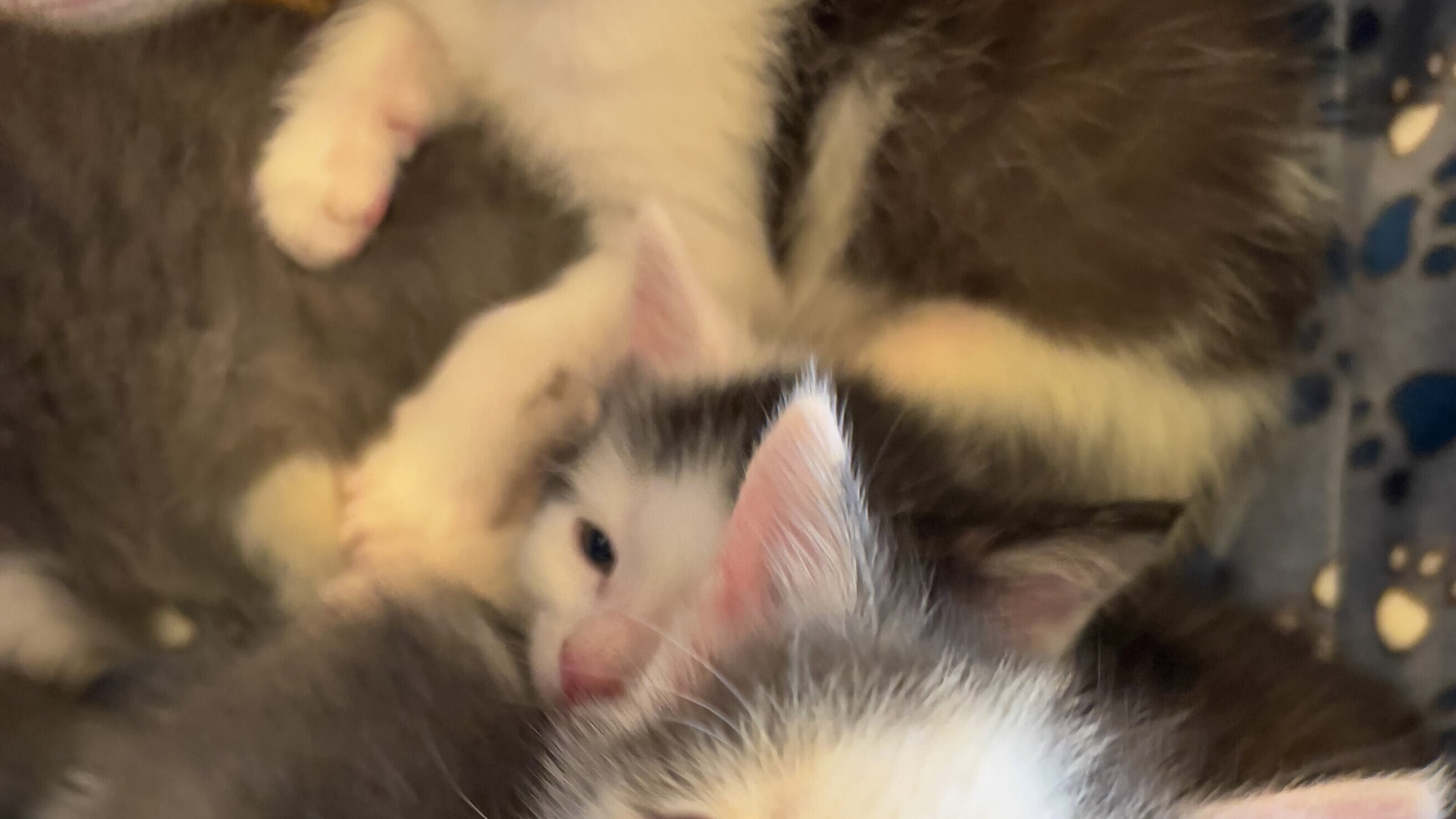 Tierische Augenblicke