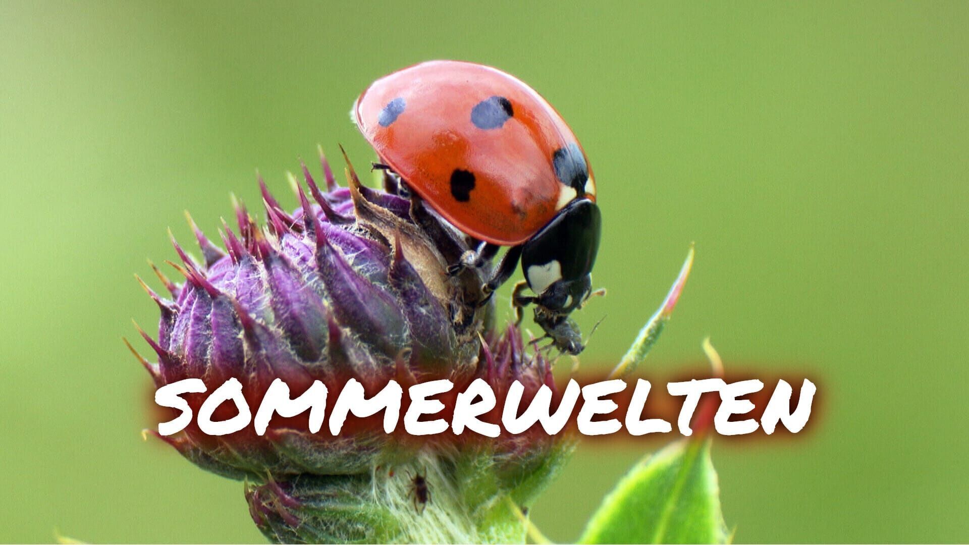 Sommerwelten