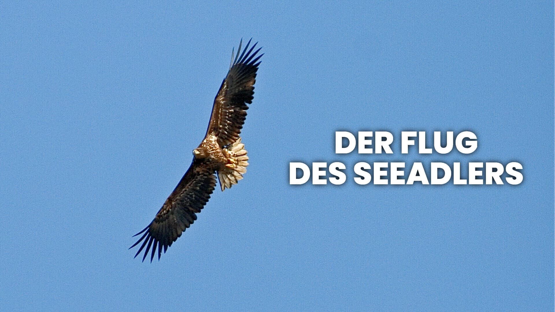 Der Flug des Seeadlers