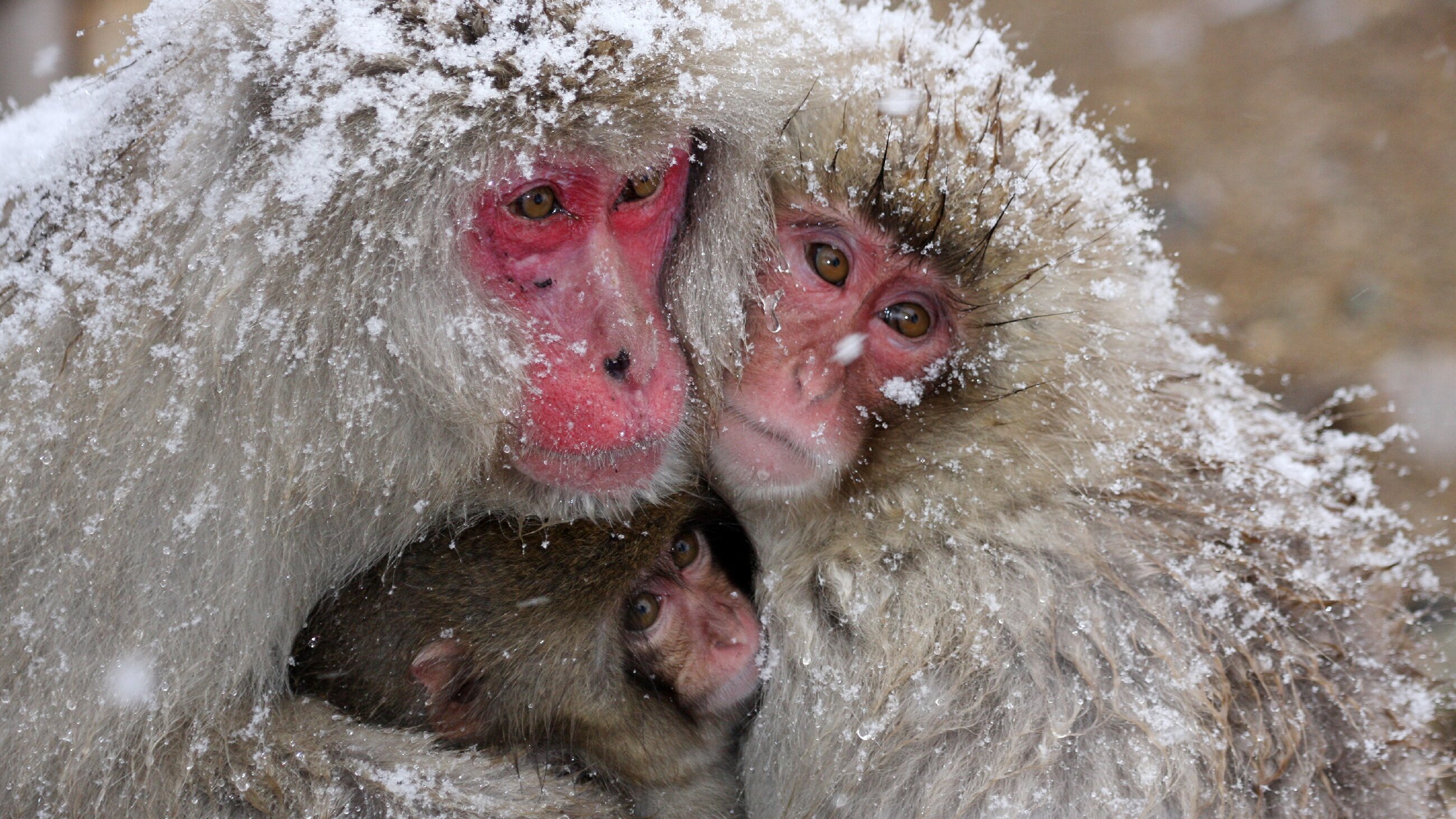 Witzig und wild – Die kuriosen Seiten der Tiere