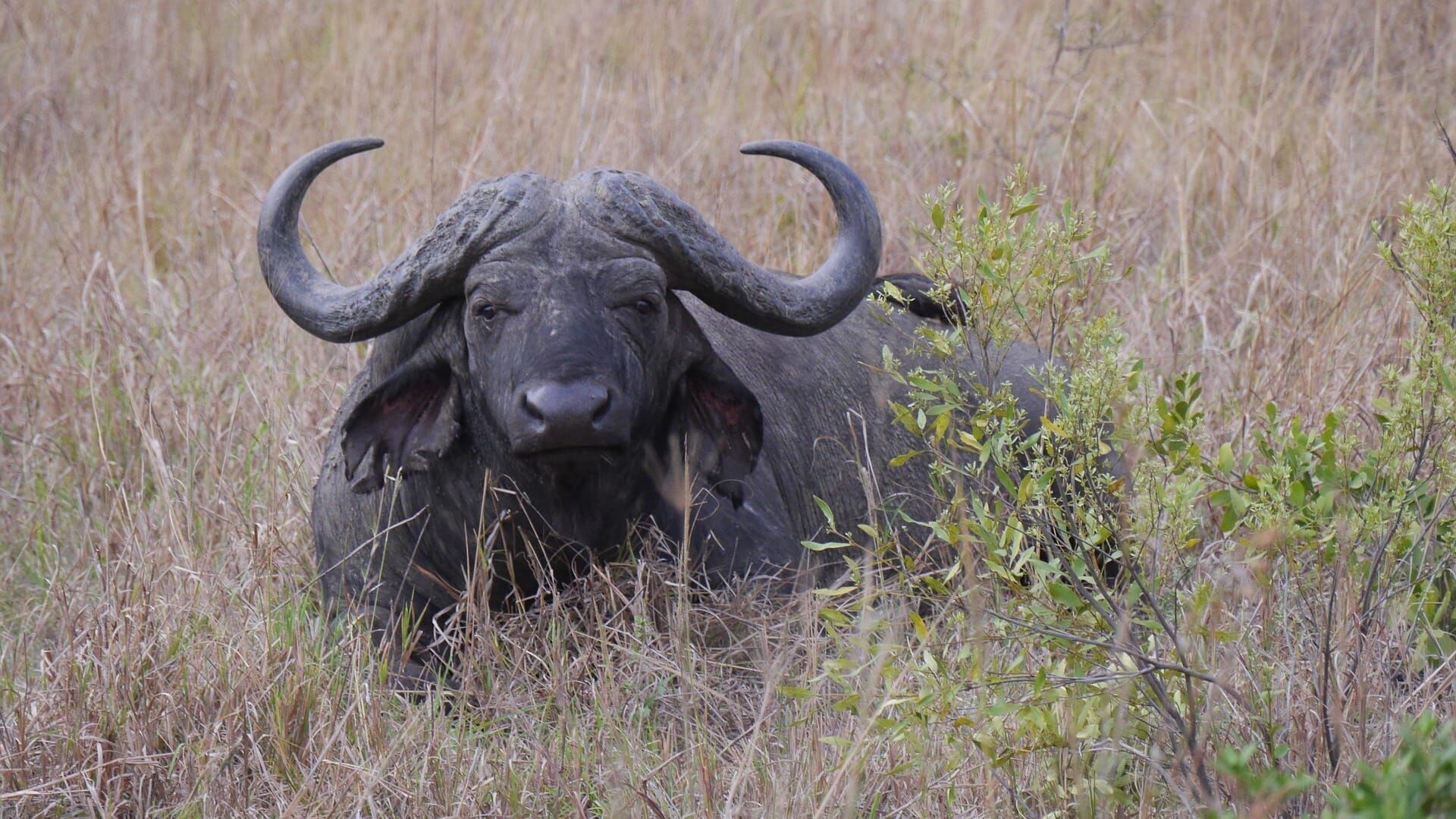 Das Waisenhaus für wilde Tiere