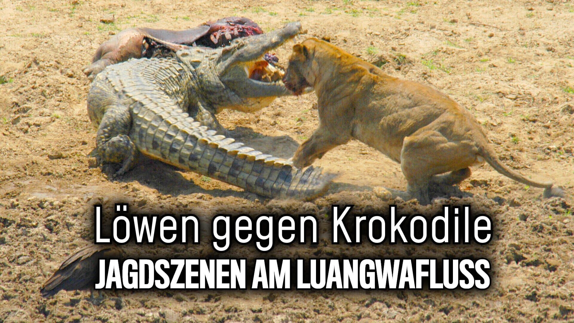 Löwen gegen Krokodile – Jagdszenen am Luangwafluss