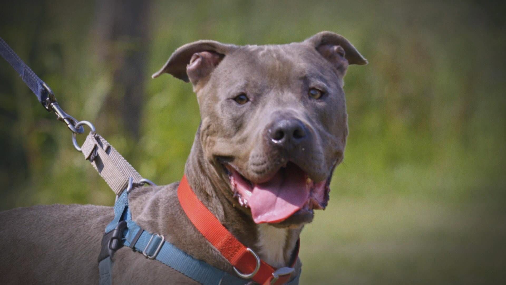 Pitbulls auf Bewährung