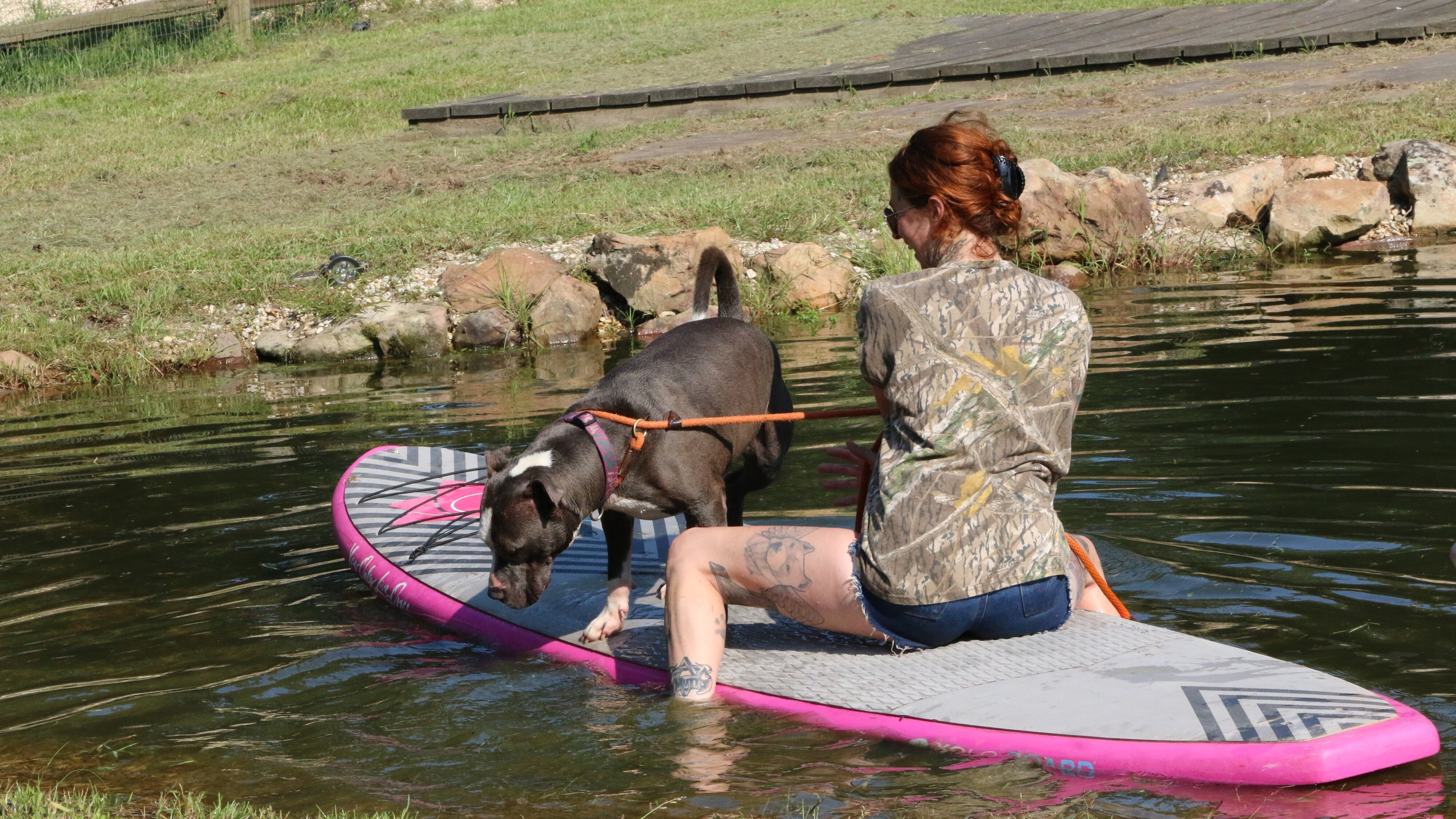 Pitbulls auf Bewährung