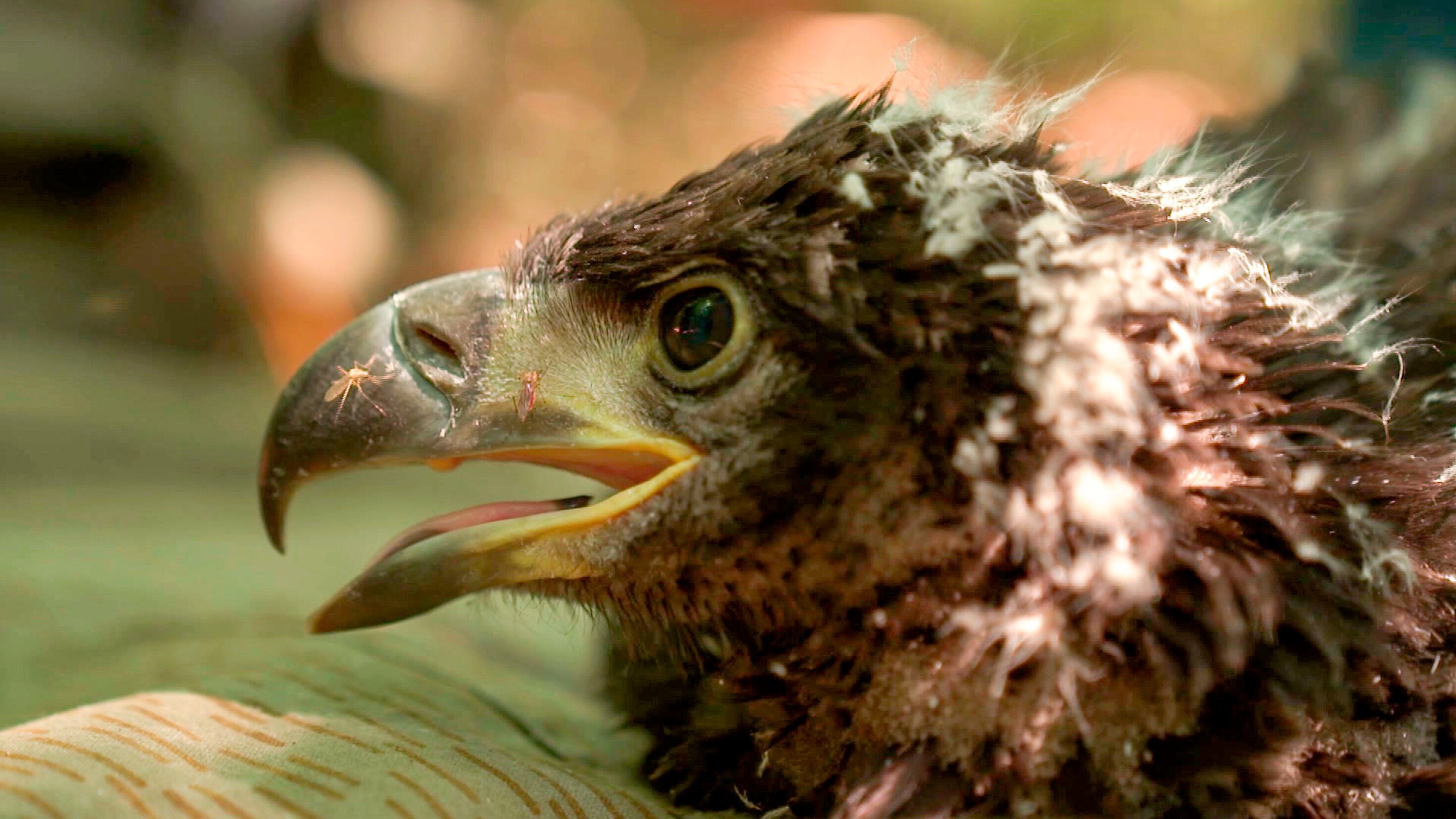Hanseblick kompakt – Kinderstube der Adler