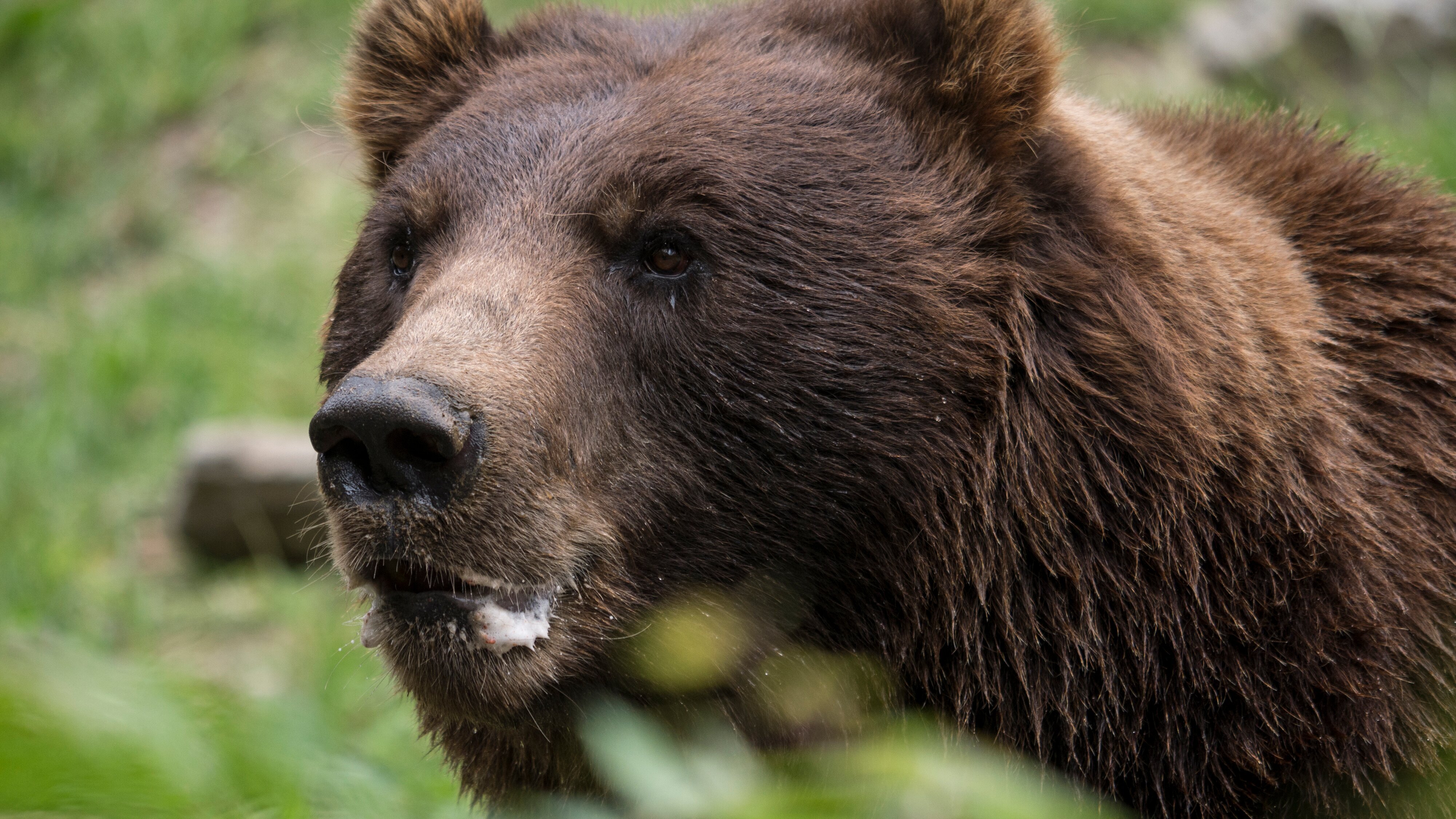 Bronx Zoo – Tierpark der Superlative