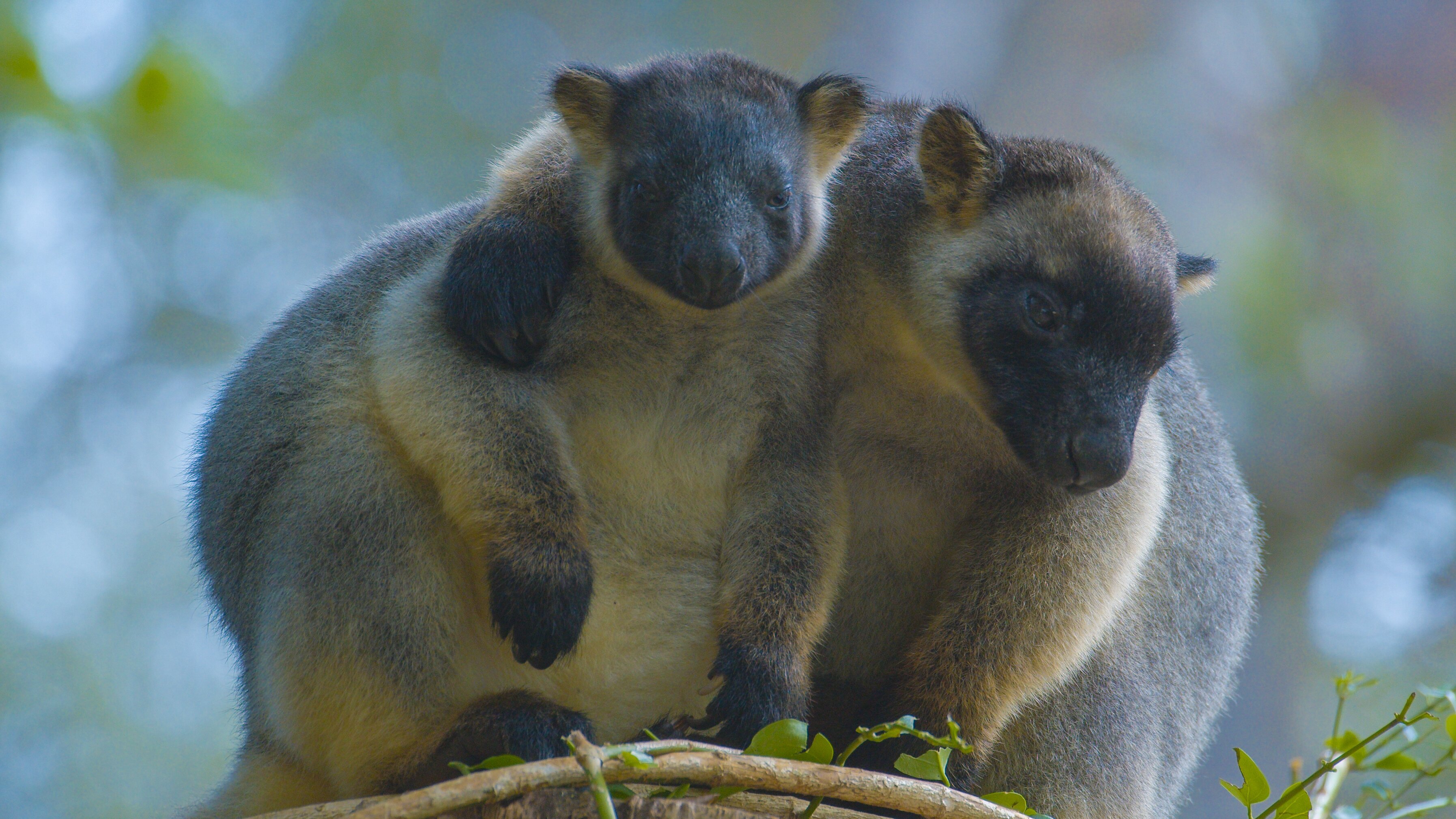 Baumkängurus im australischen Regenwald