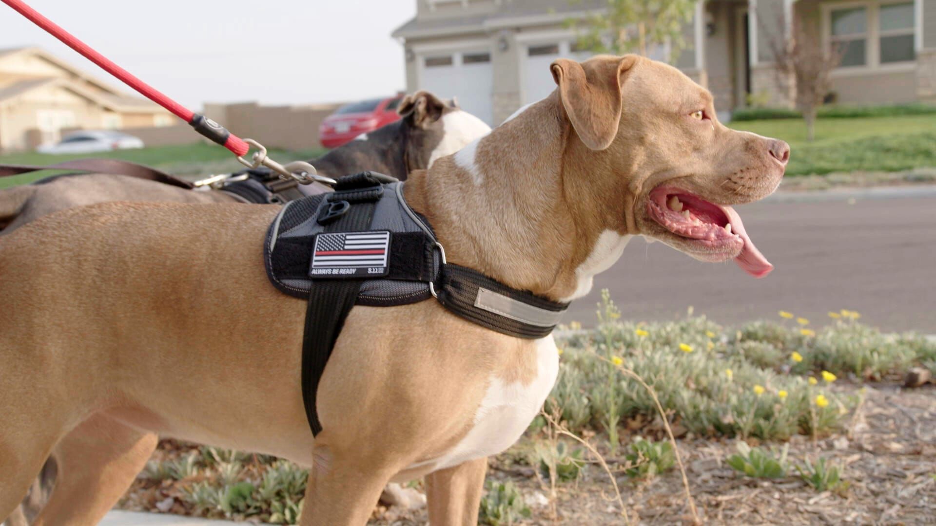 Cesar Millan: Better Human Better Dog – Bessere Menschen, bessere Hunde