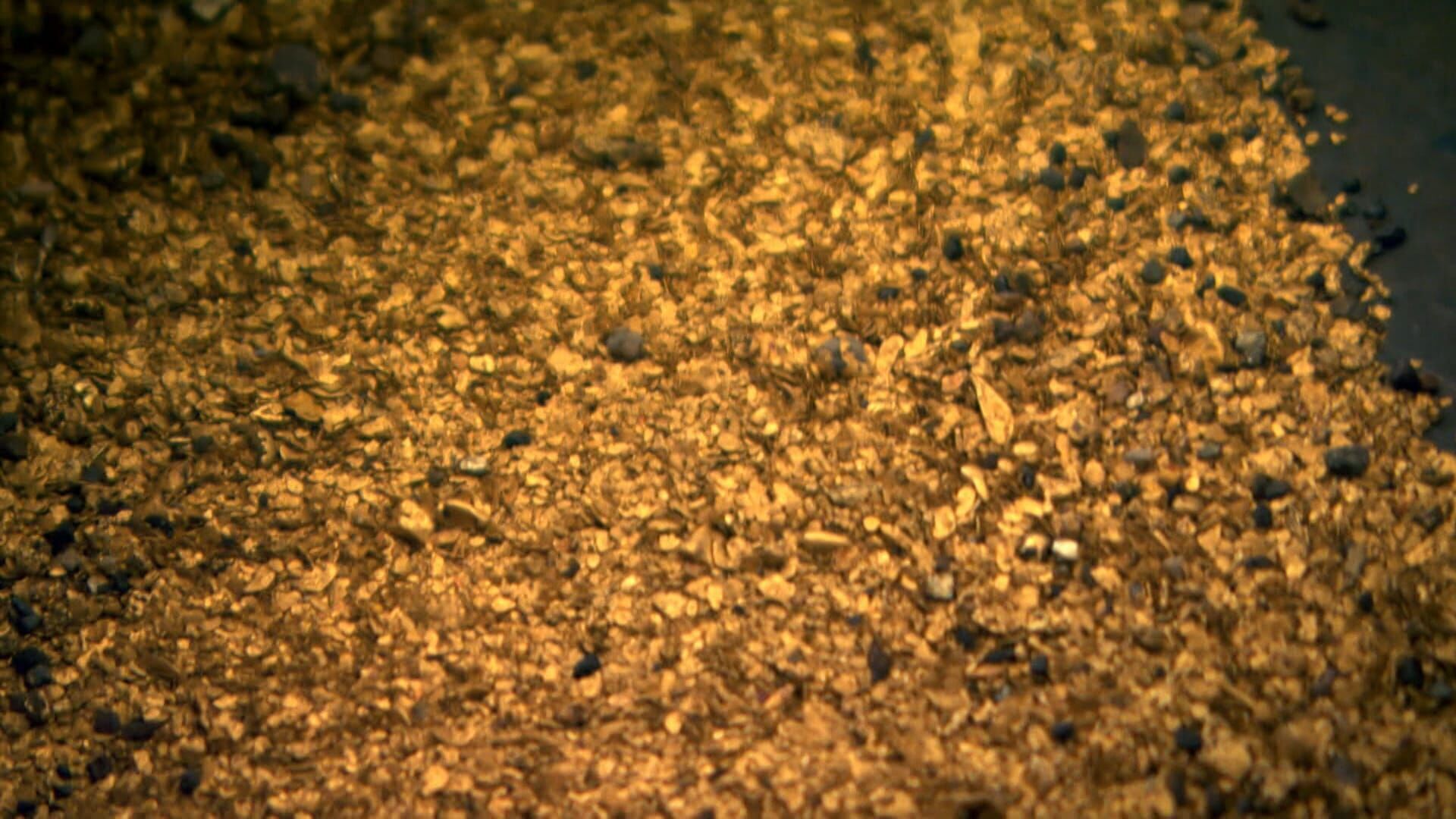 Die Schatzsucher – Goldrausch in Alaska