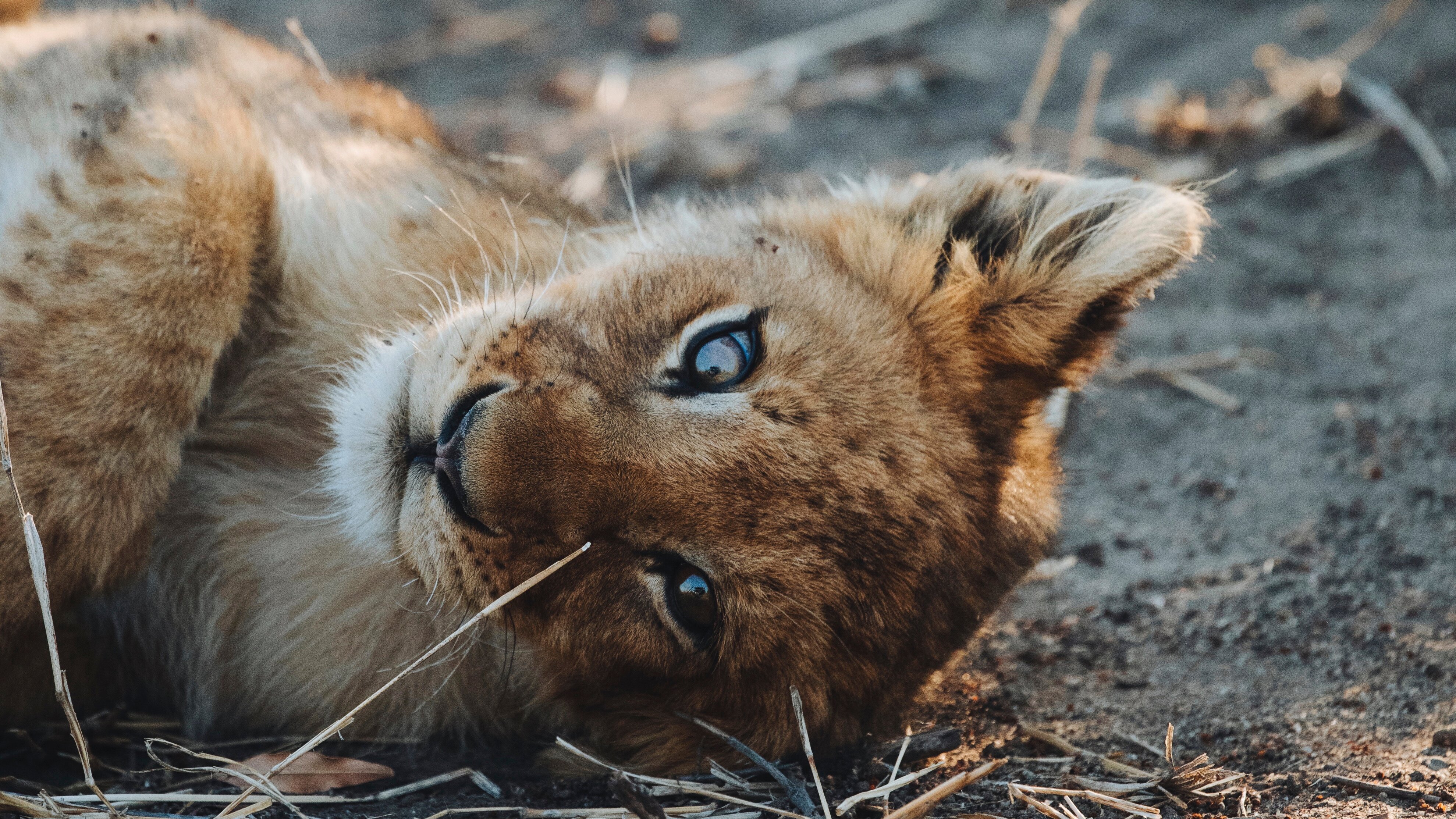 Tierkinder der Wildnis