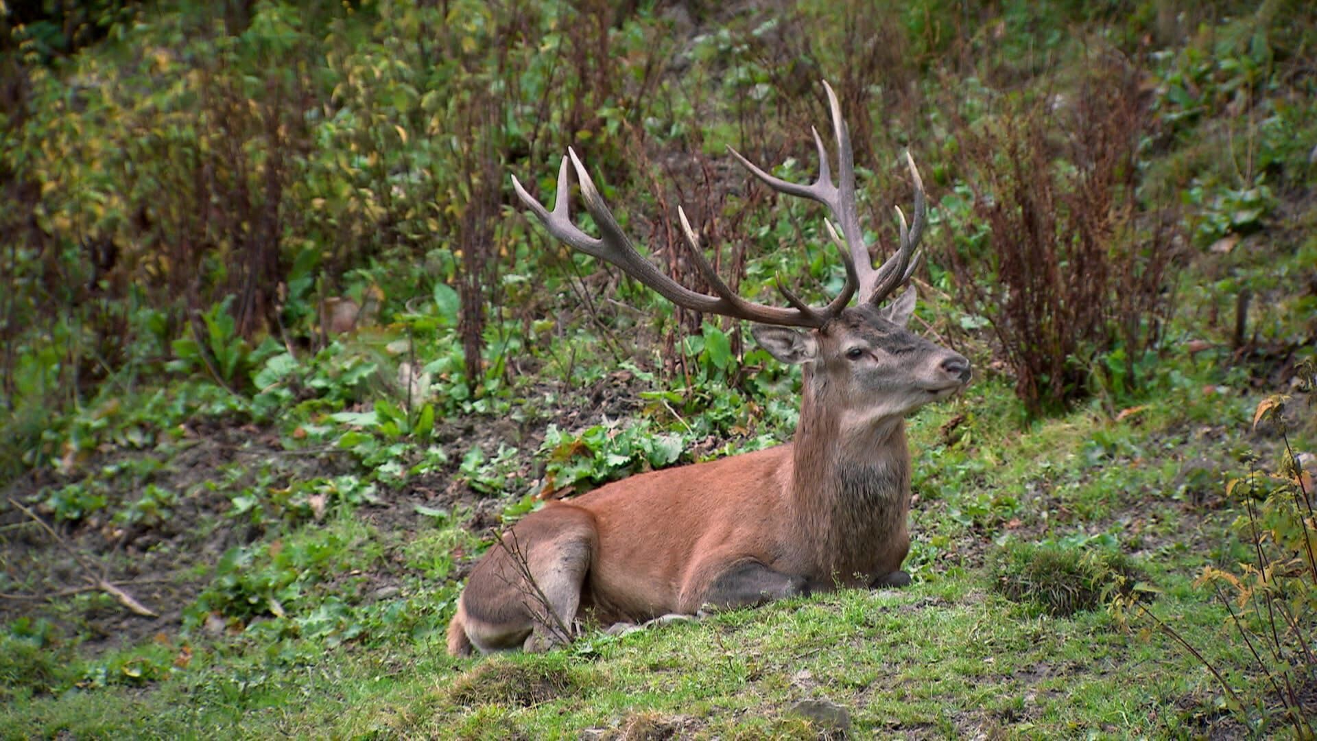 Wildes Land