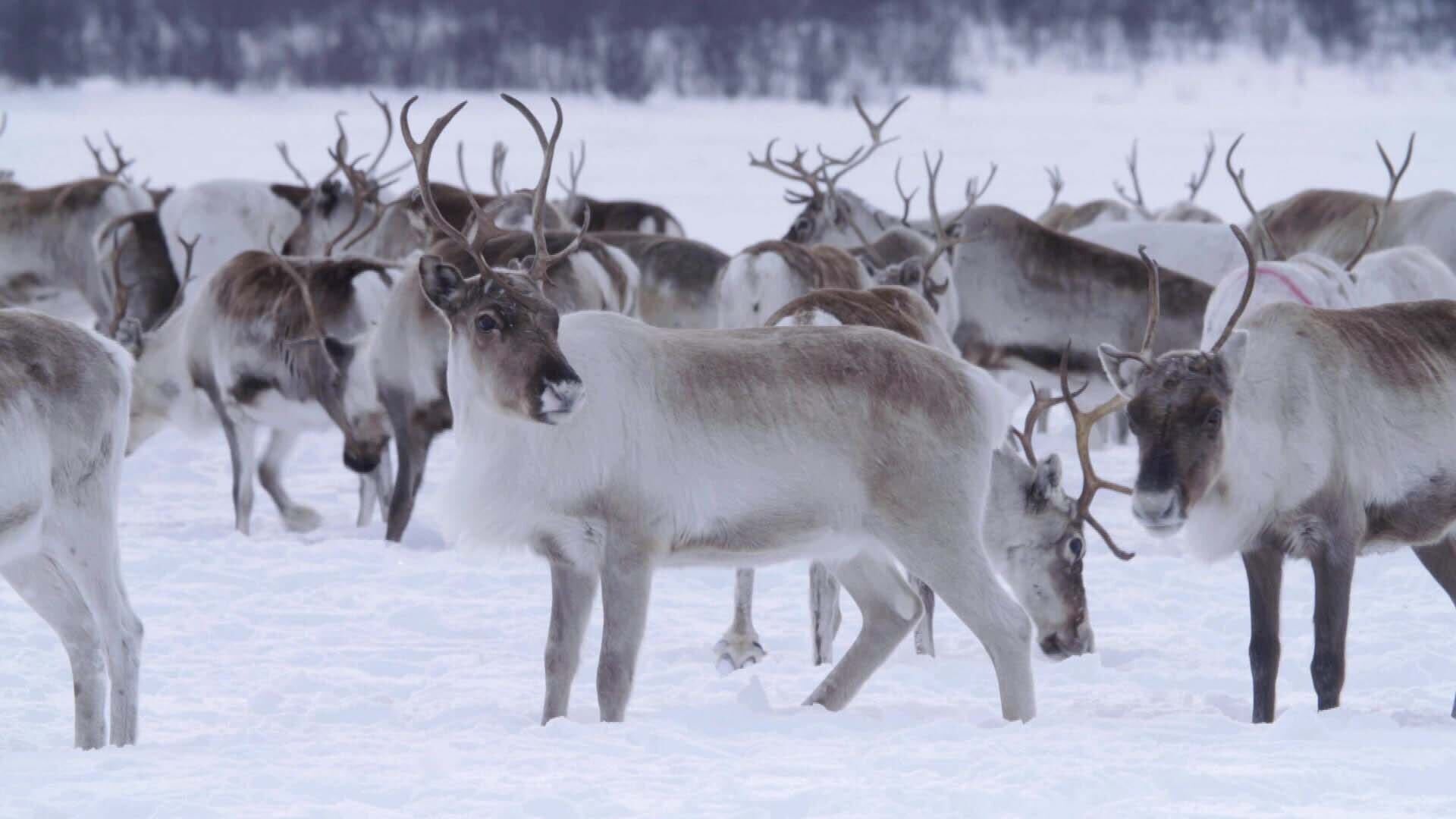 Norwegen, die Rentierprinzessin