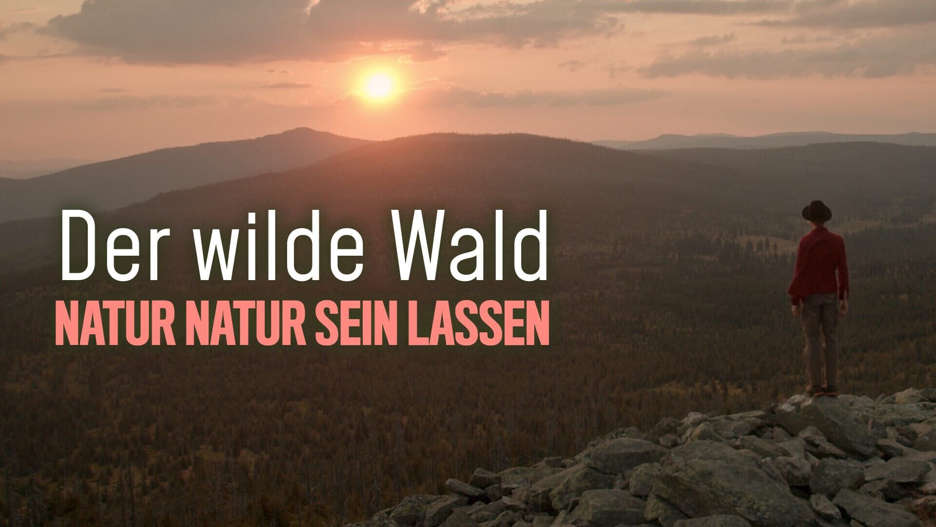Rückkehr der Wildnis