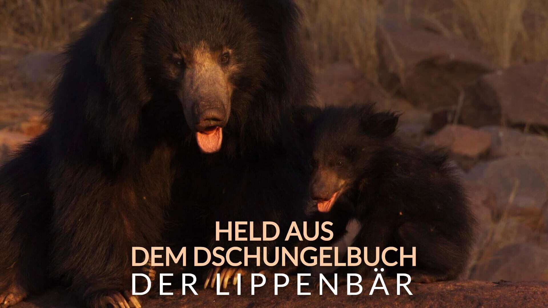 Der Lippenbär – Held aus dem Dschungelbuch