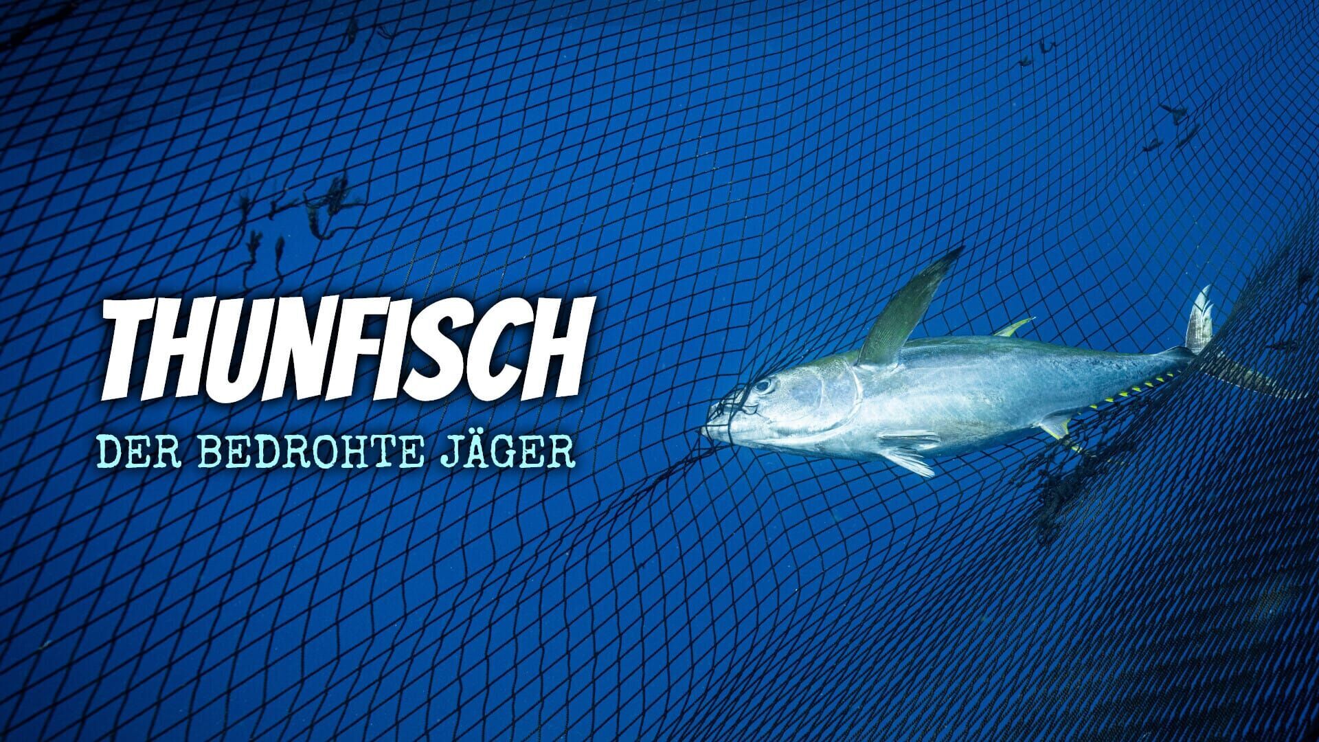 Thunfisch – Der bedrohte Jäger