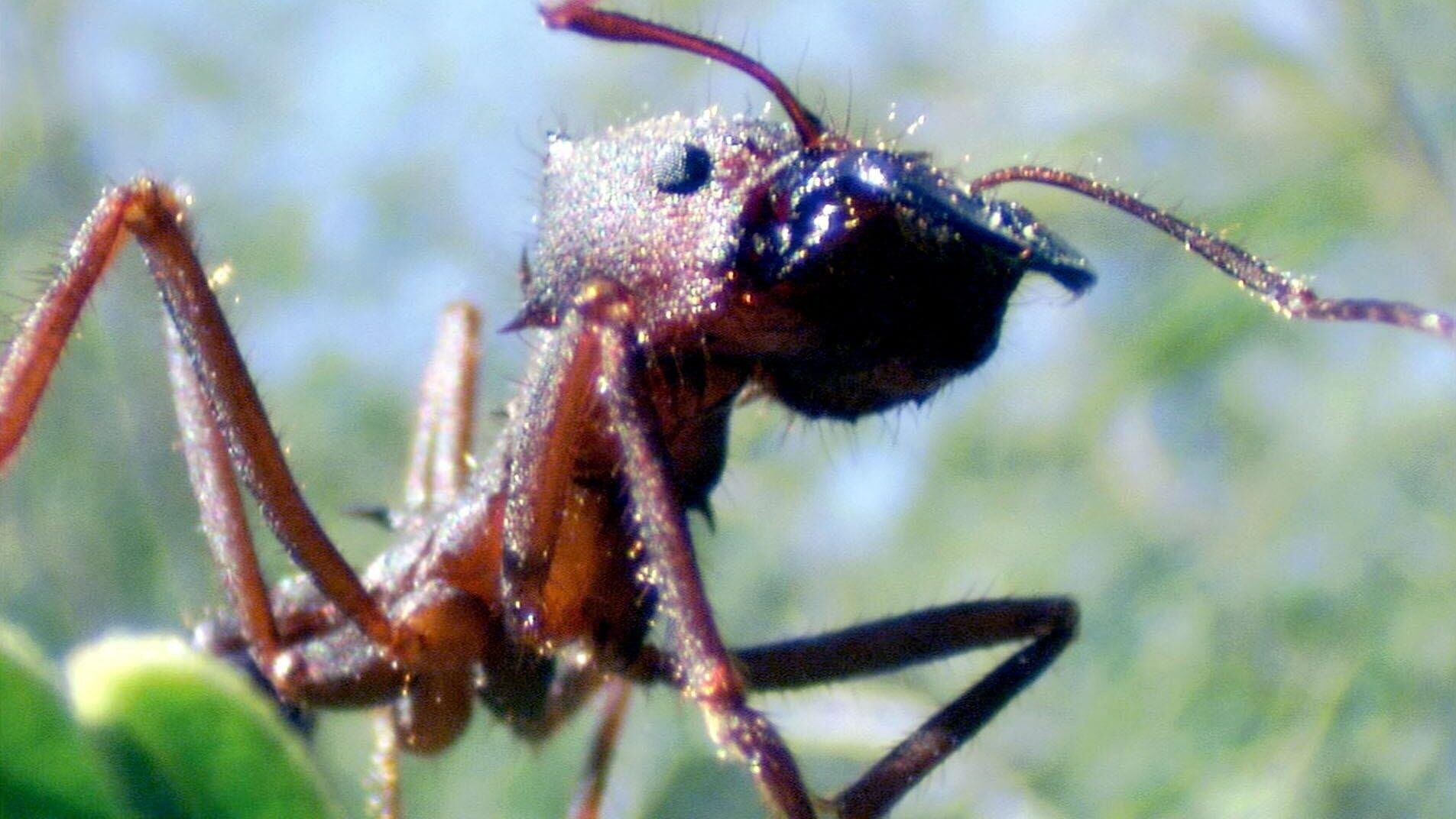 Ameisen – Die heimliche Weltmacht