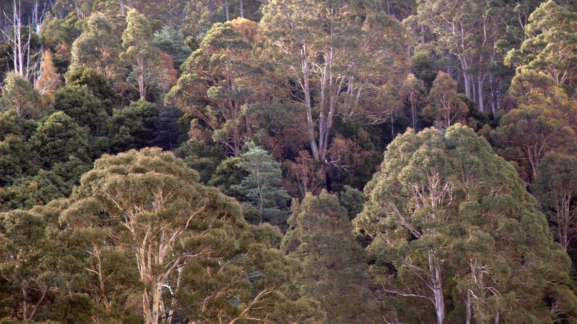 Tasmanien – Insel am Ende der Welt