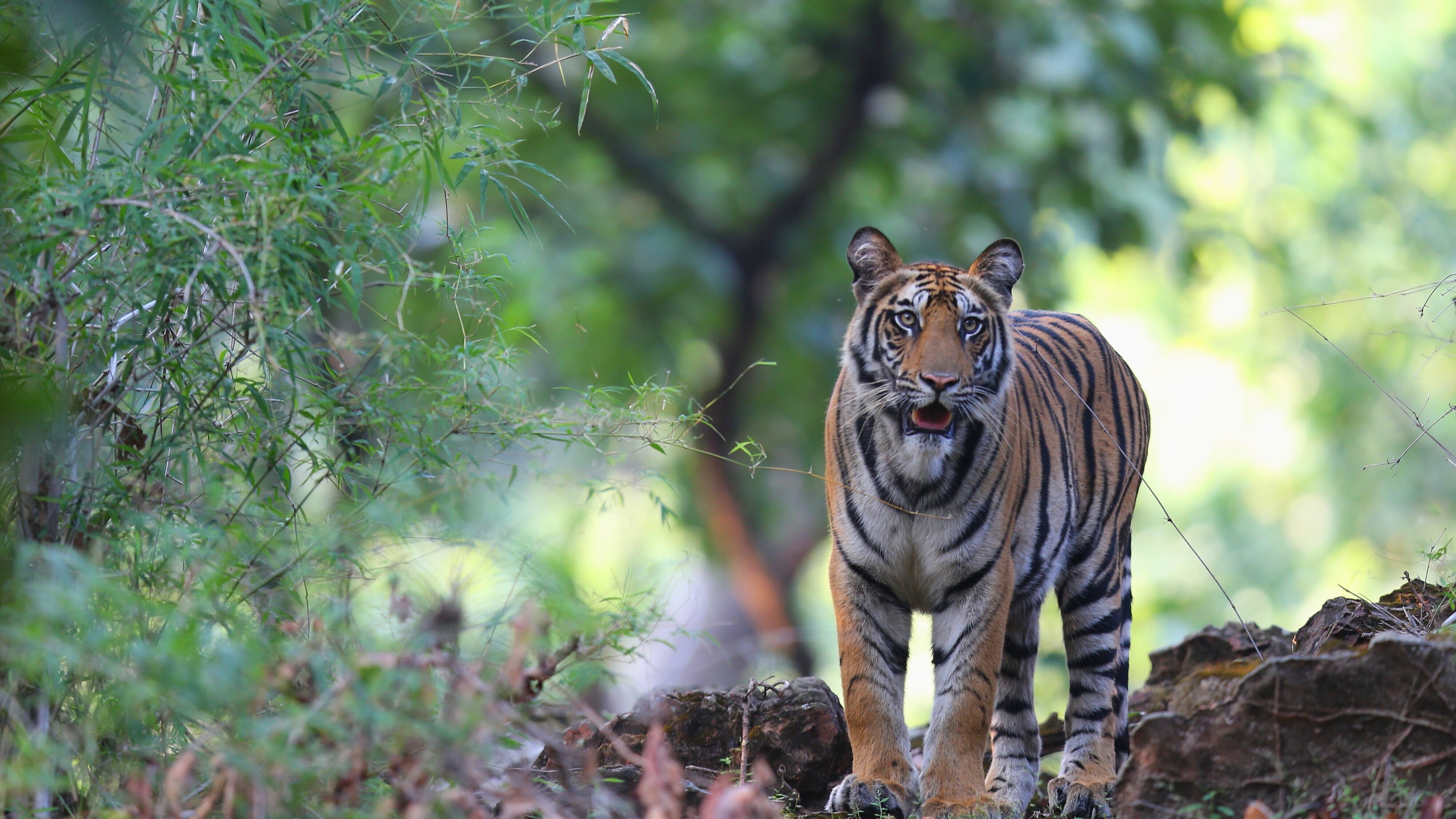 Indien – Im Königreich der Tigerin